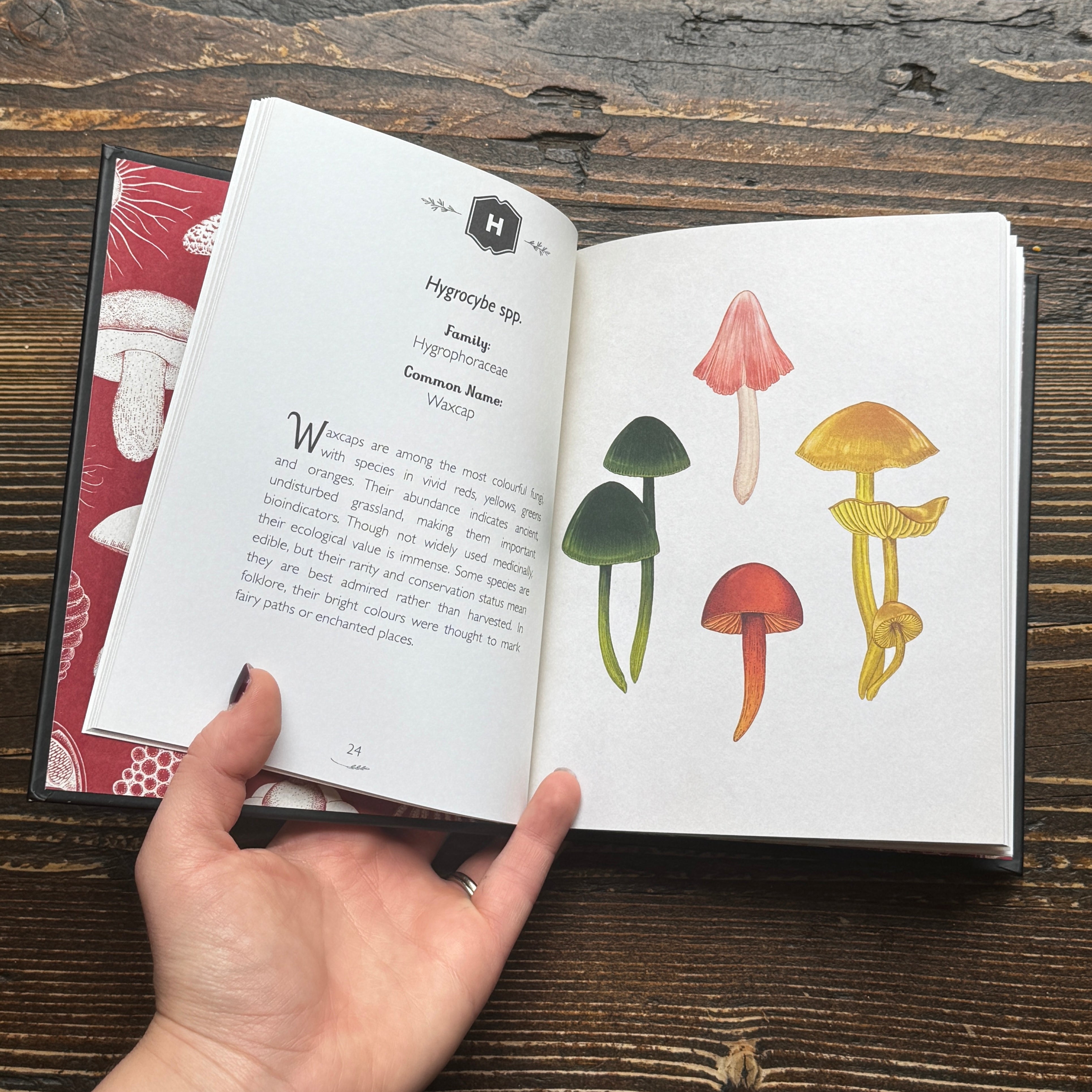 The Curator's Collection: An A to Z of Fungi