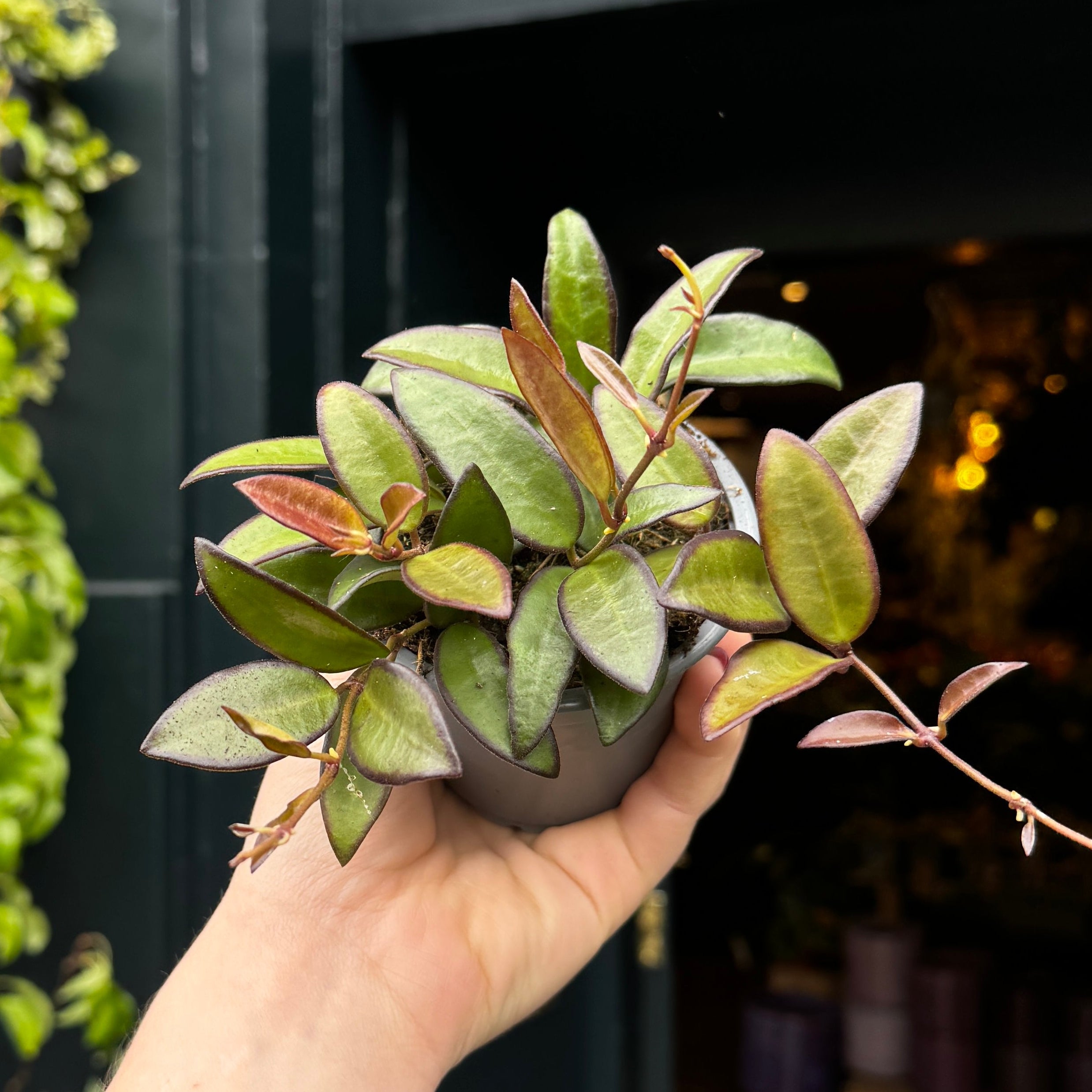 Hoya 'Rosita'