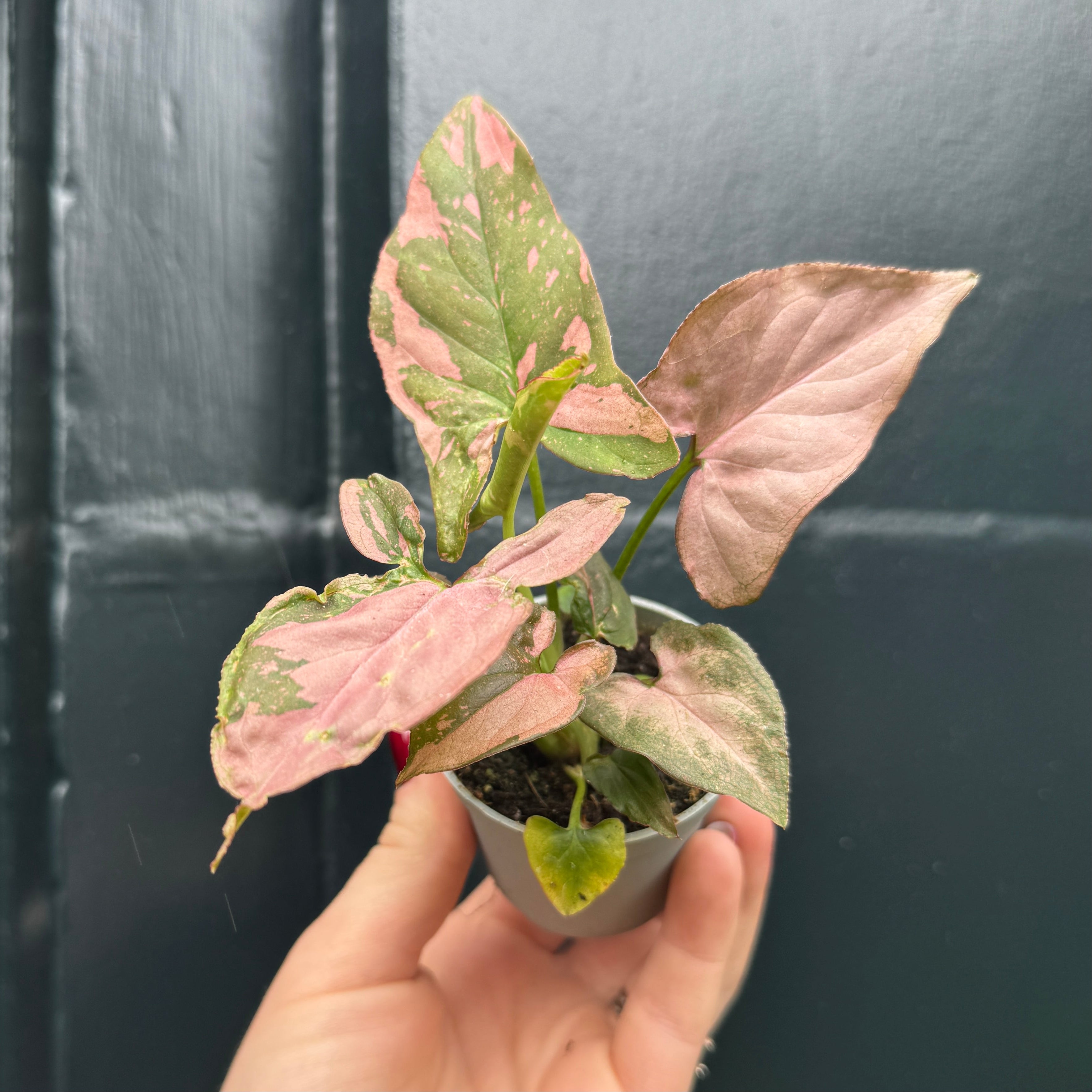 Syngonium 'Pink Splash'