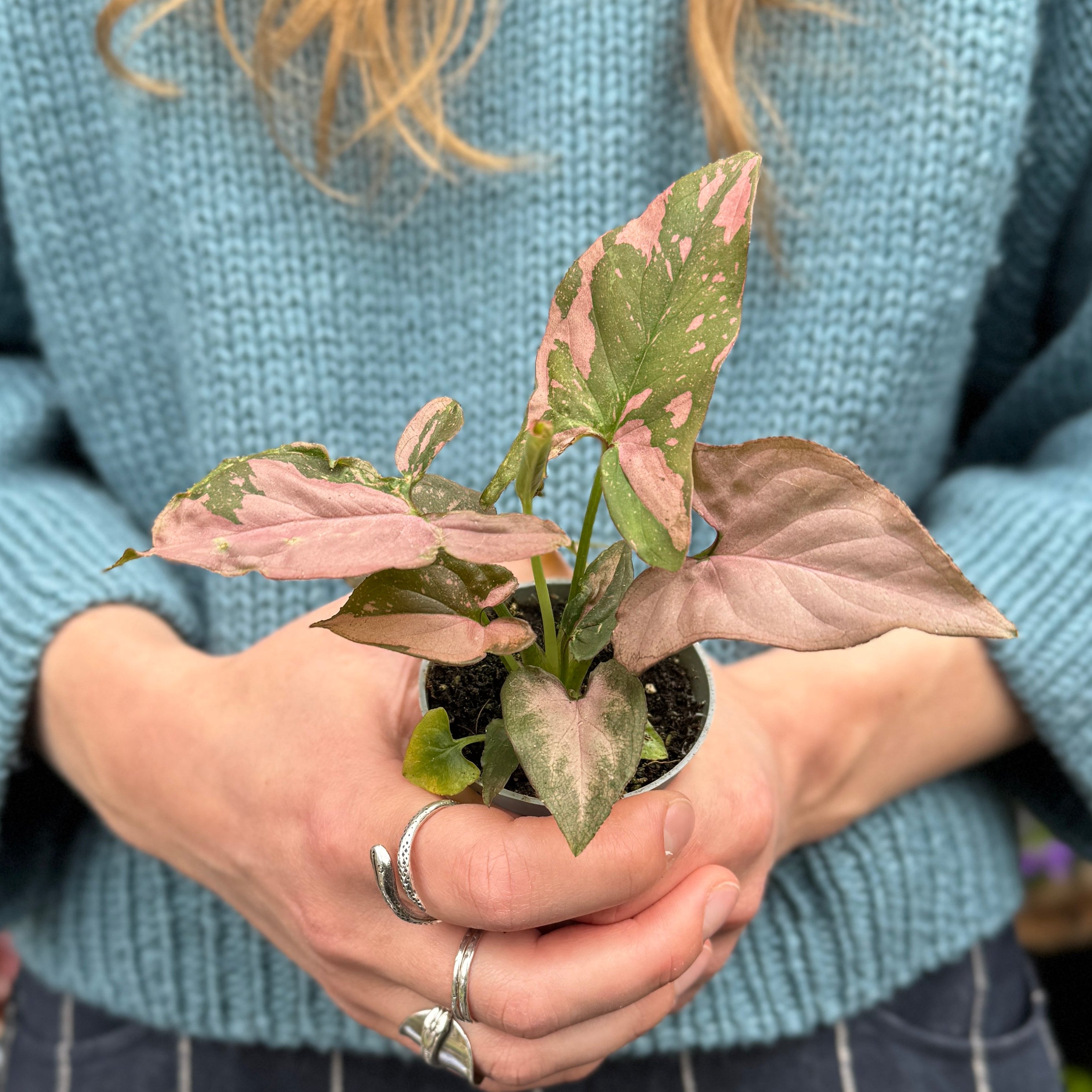 Syngonium 'Pink Splash'