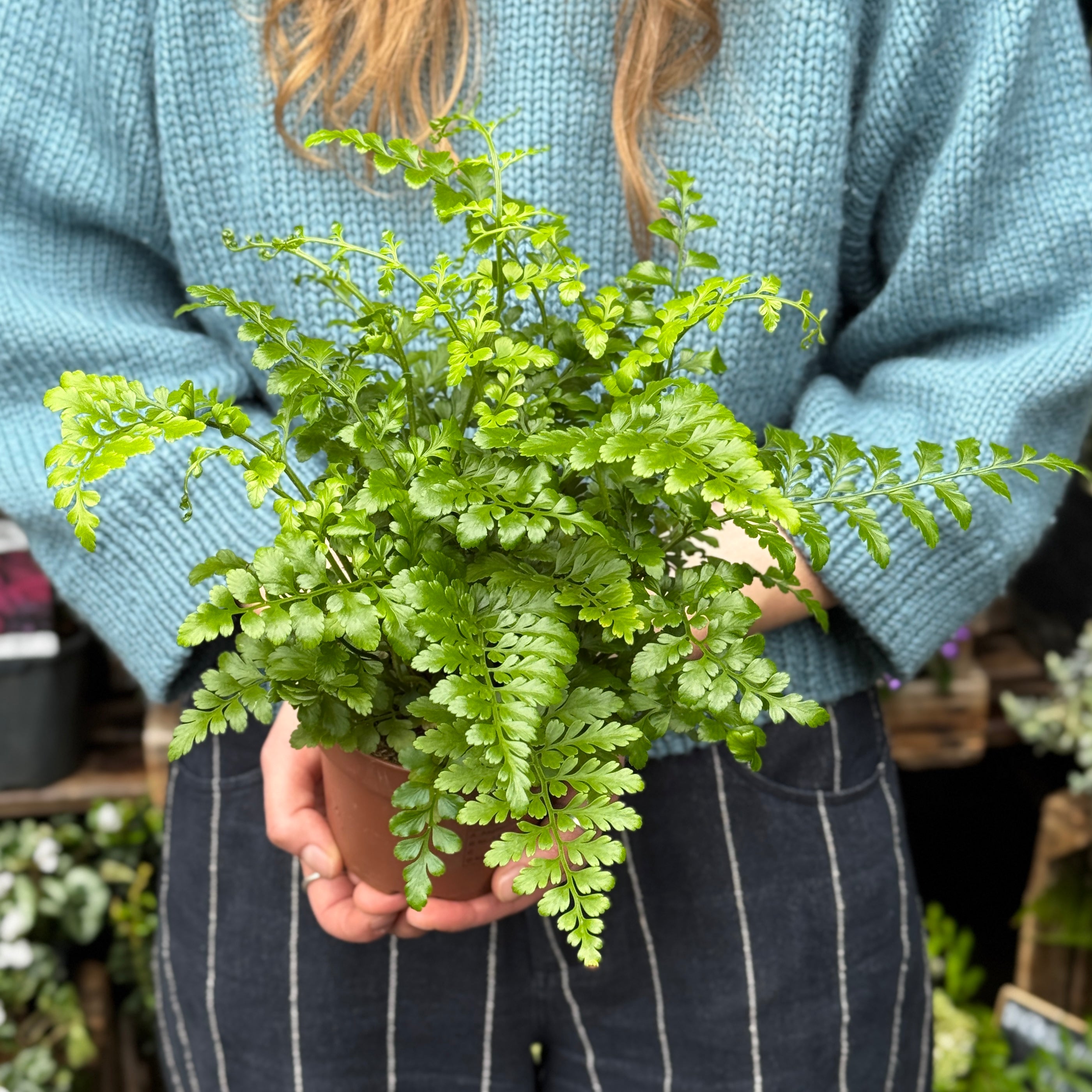 Asplenium ‘Parvati’