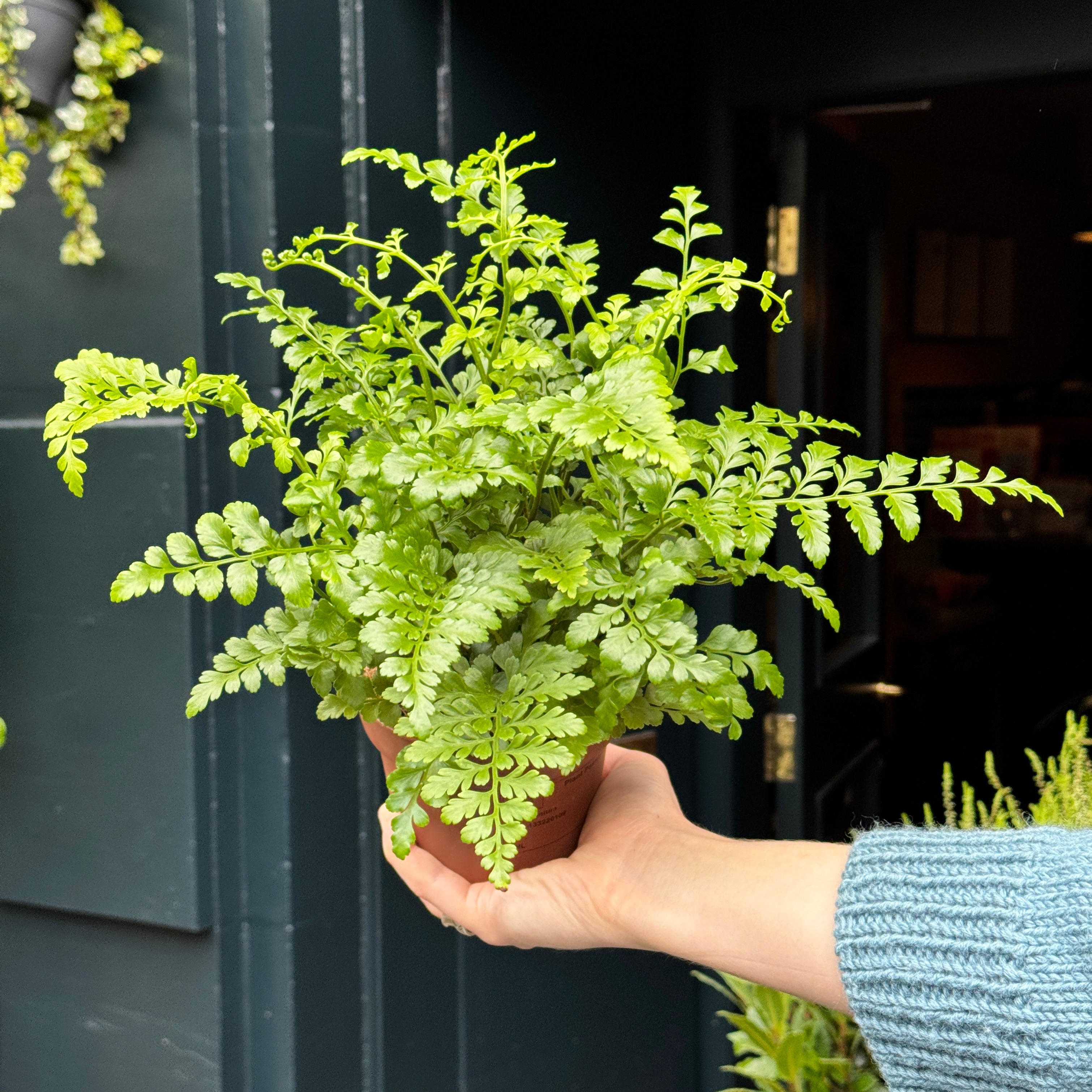 Asplenium ‘Parvati’