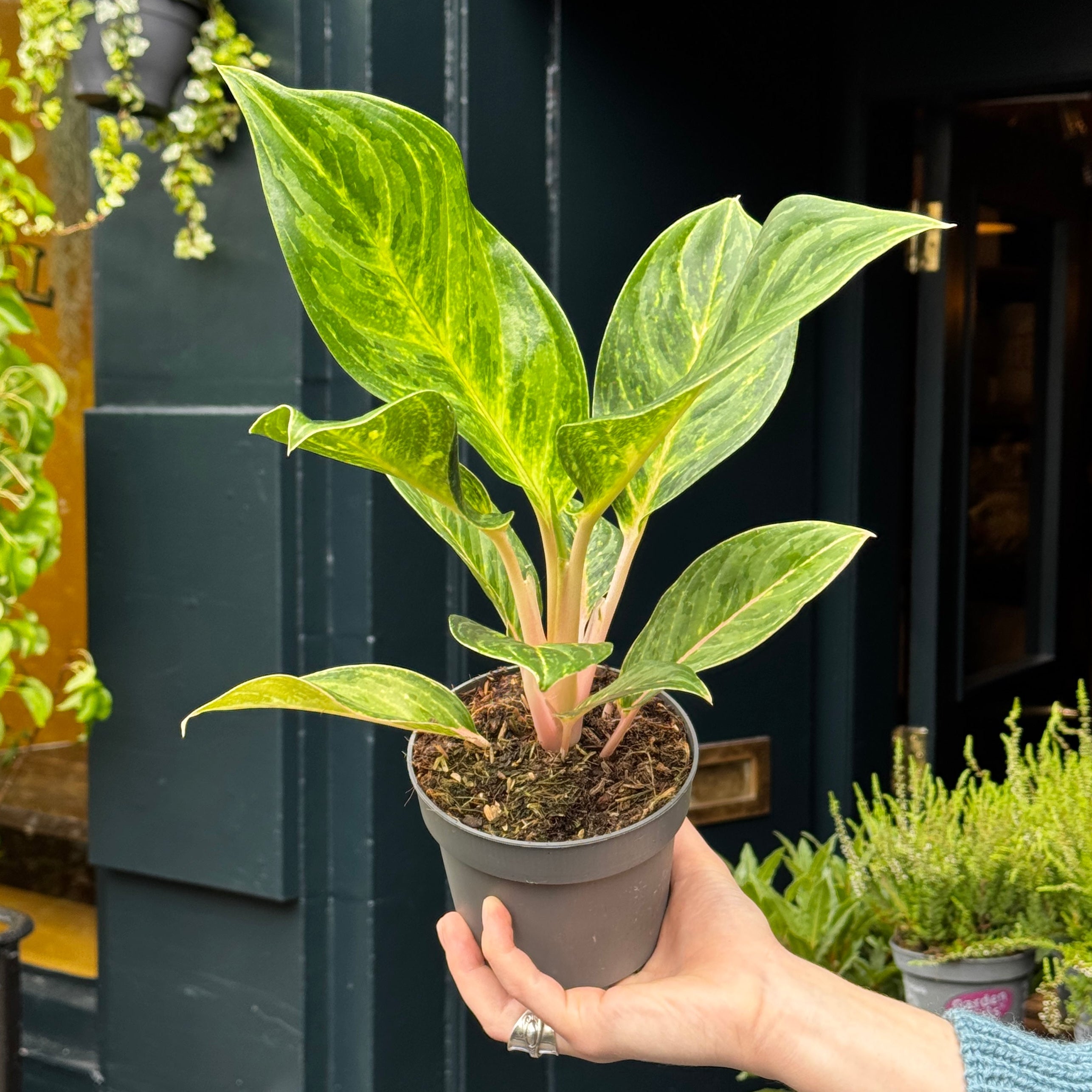 A person's hand holding a potted variegated green plant with pinkish stems in a dark gray plastic pot, set against a dark teal door background.