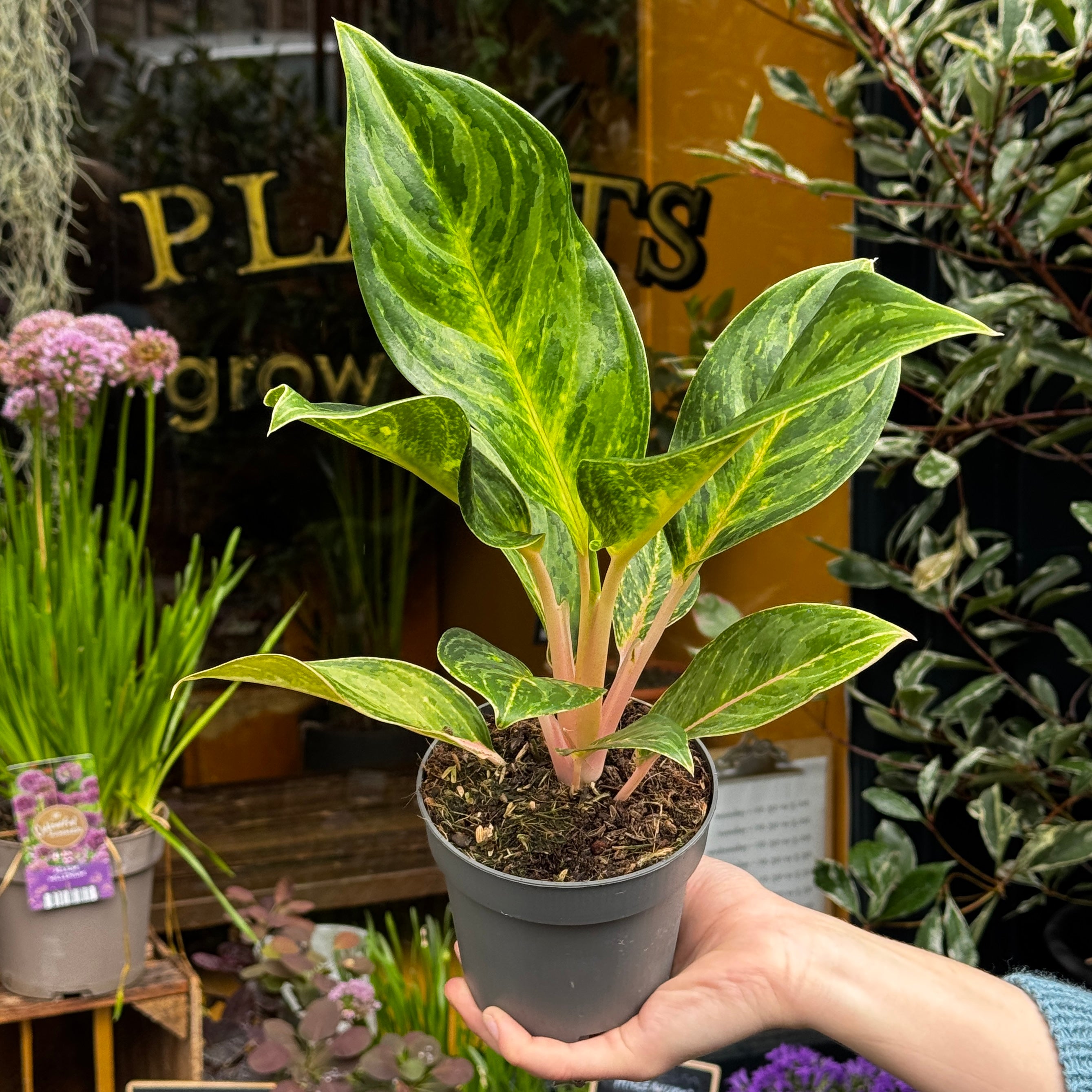 Aglaonema 'Peach Pearl'