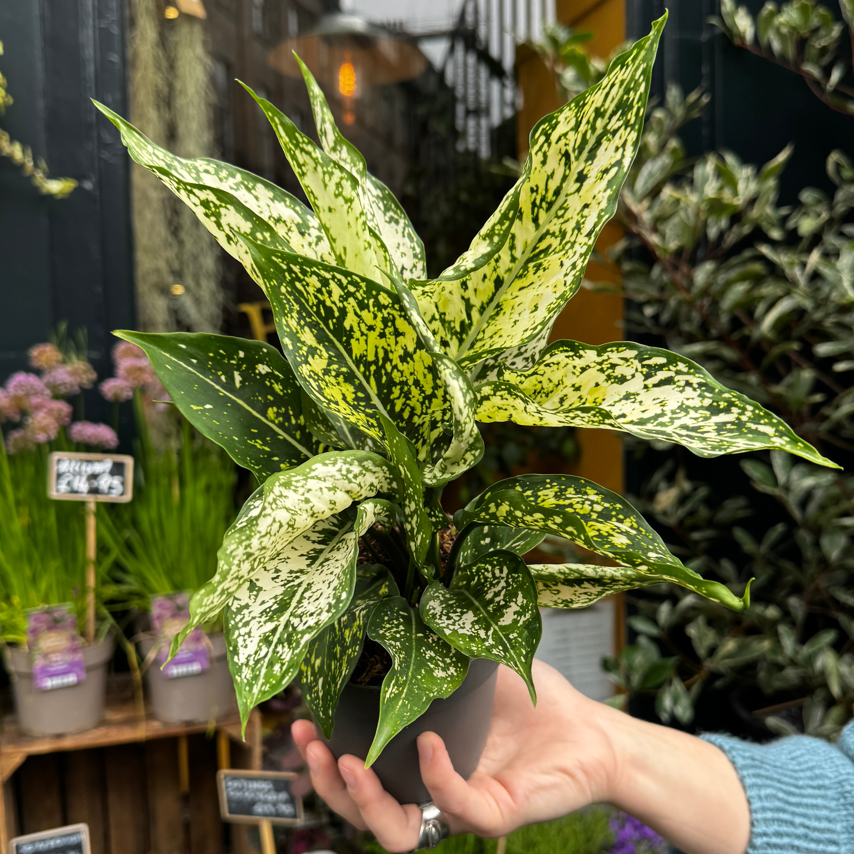 Aglaonema 'White Kiwi'