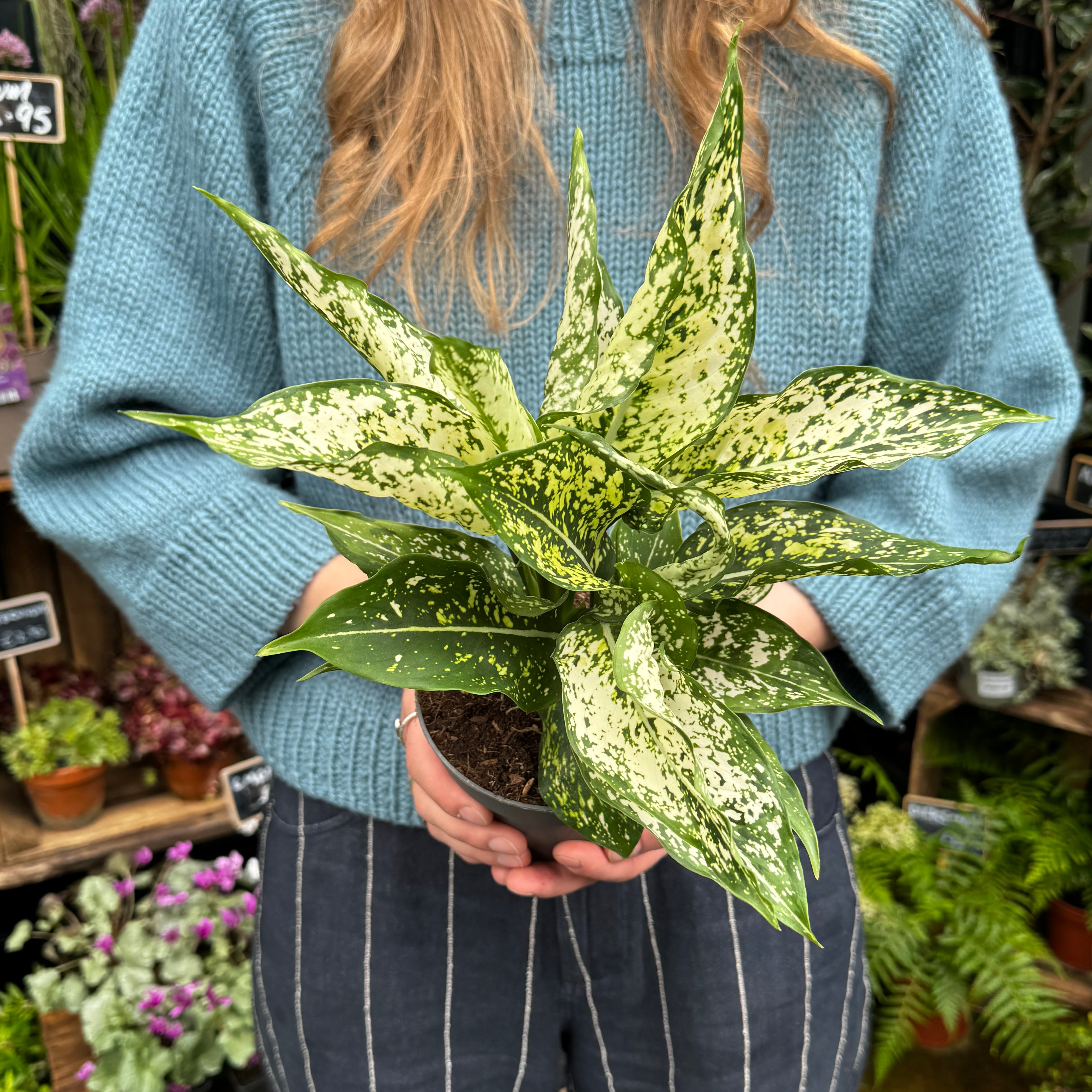 Aglaonema 'White Kiwi'