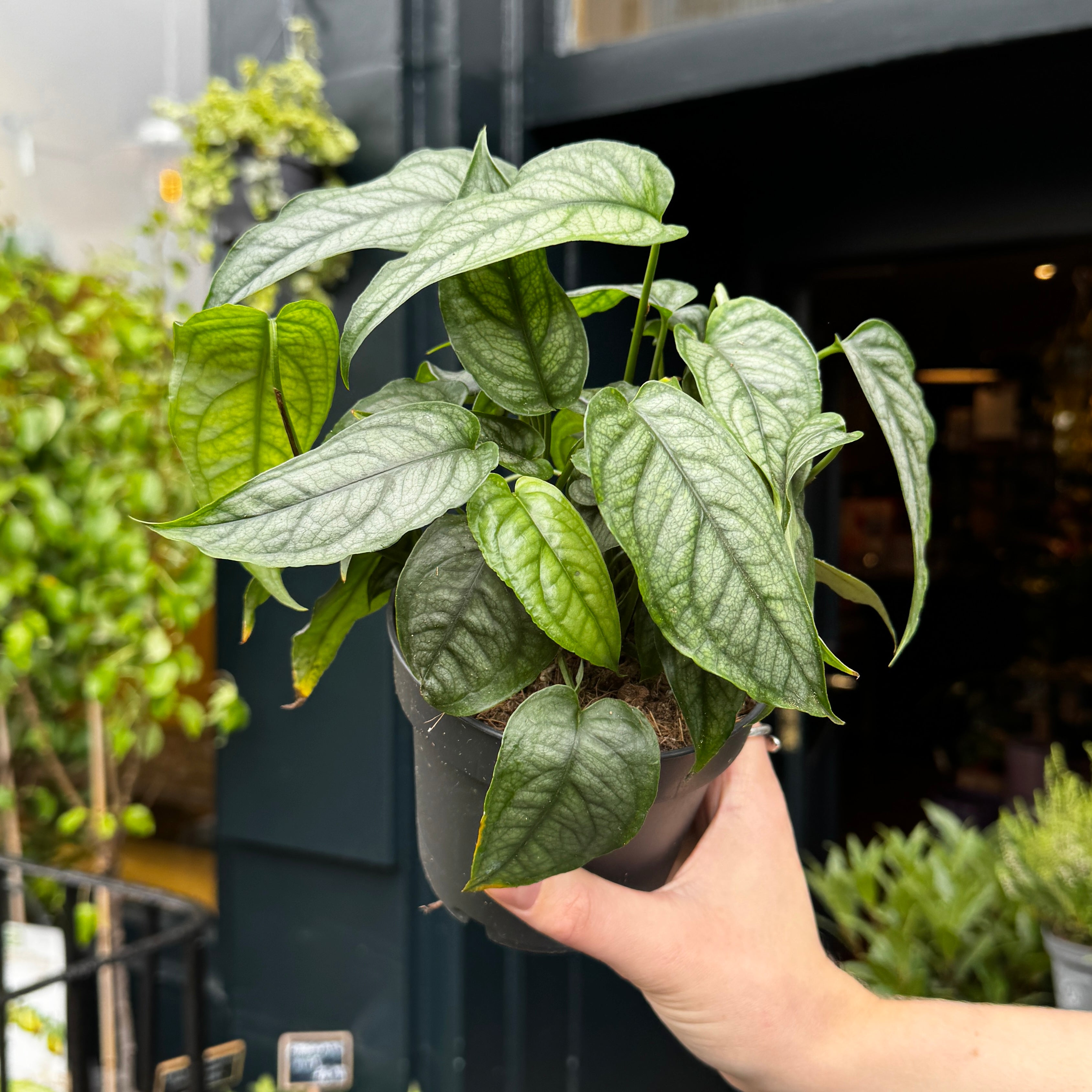 Monstera siltepecana