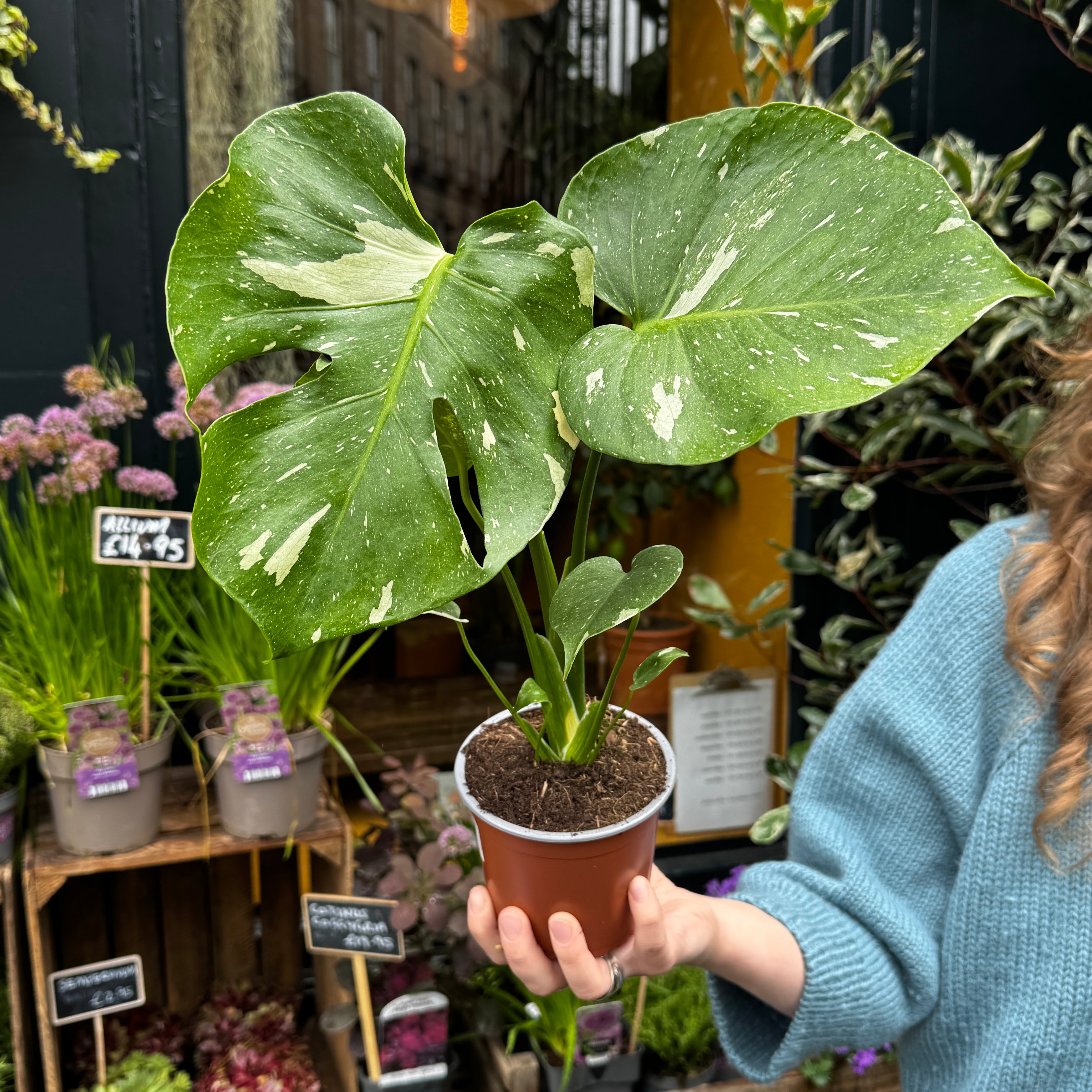 Monstera 'Thai Constellation' (12cm pot)