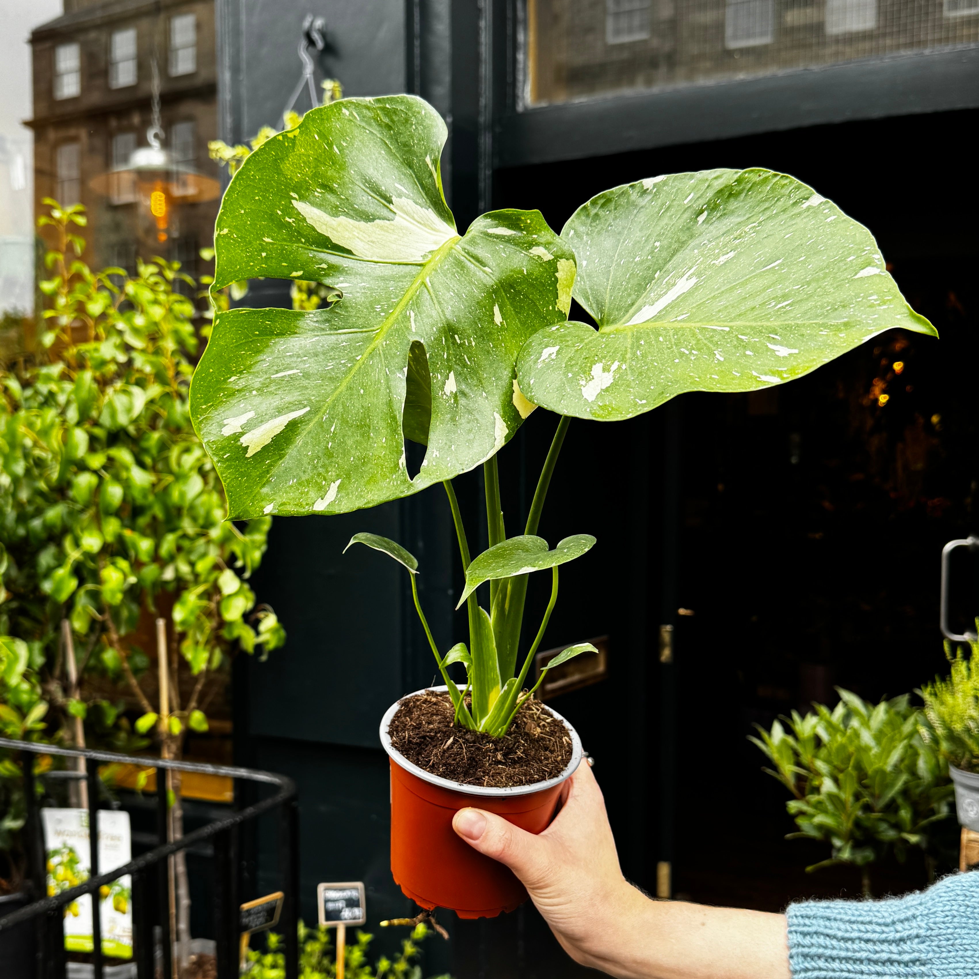 Monstera 'Thai Constellation' (12cm pot)