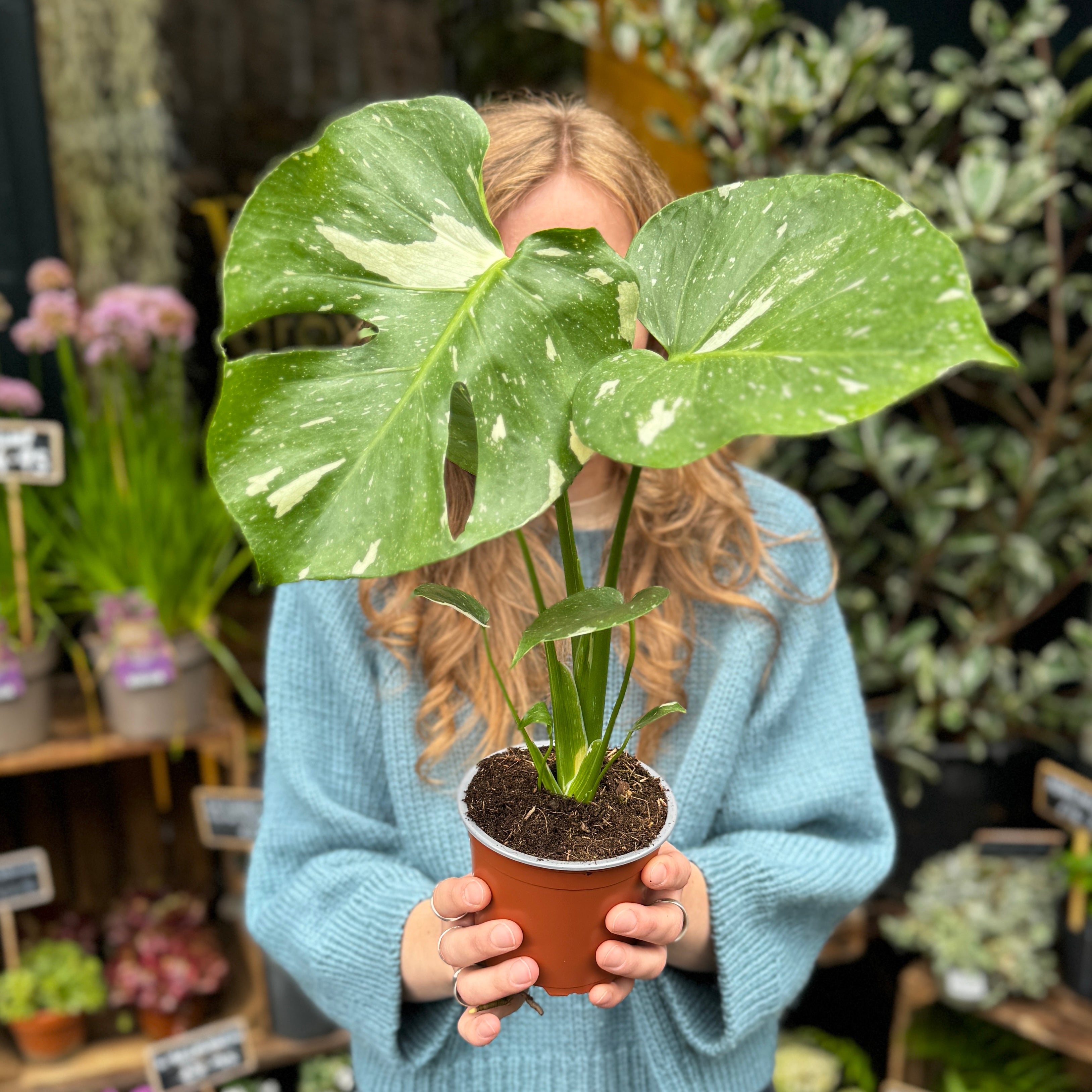 Monstera 'Thai Constellation' (12cm pot)
