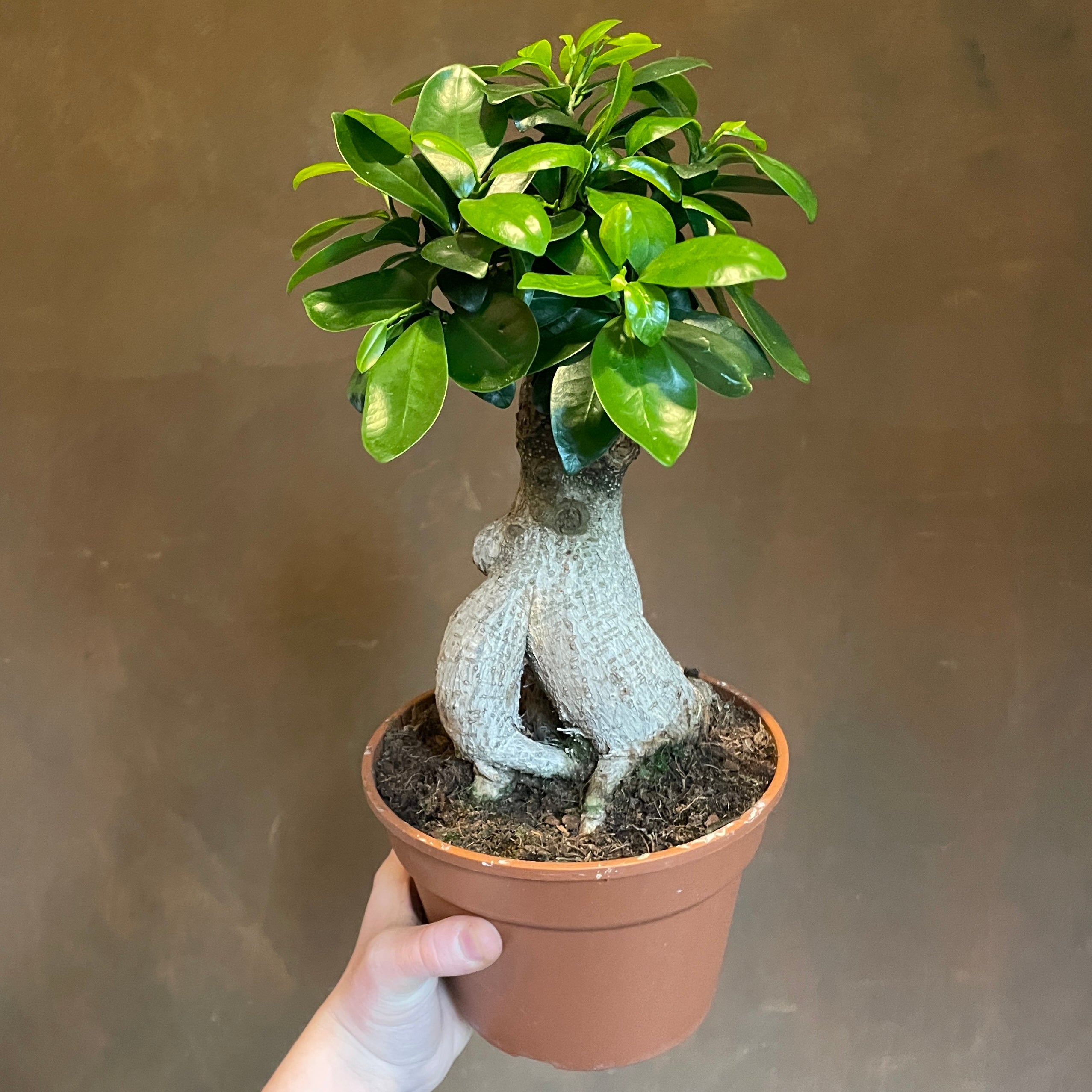 Ficus microcarpa ‘Ginseng’ (17cm pot)