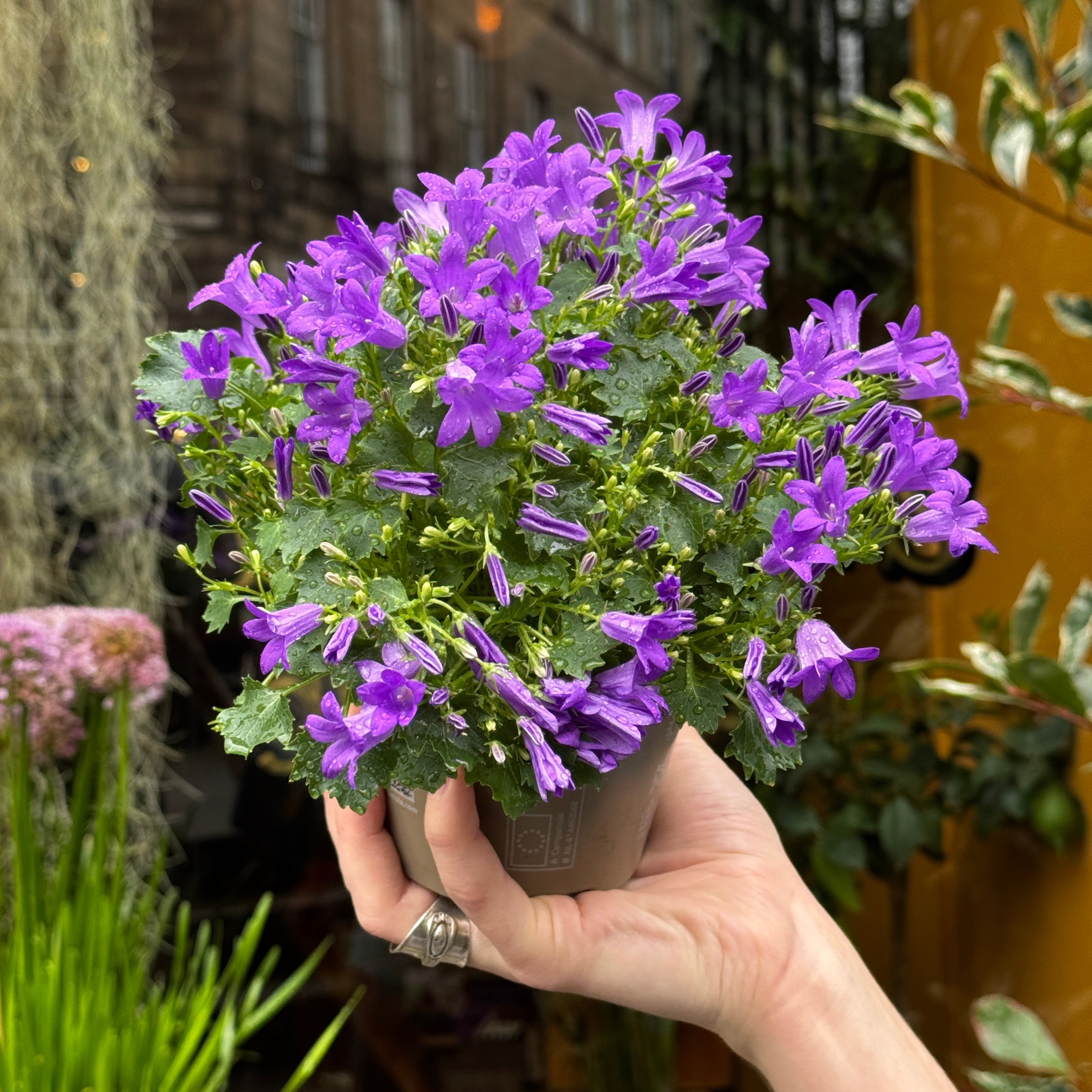Campanula 'Porto'