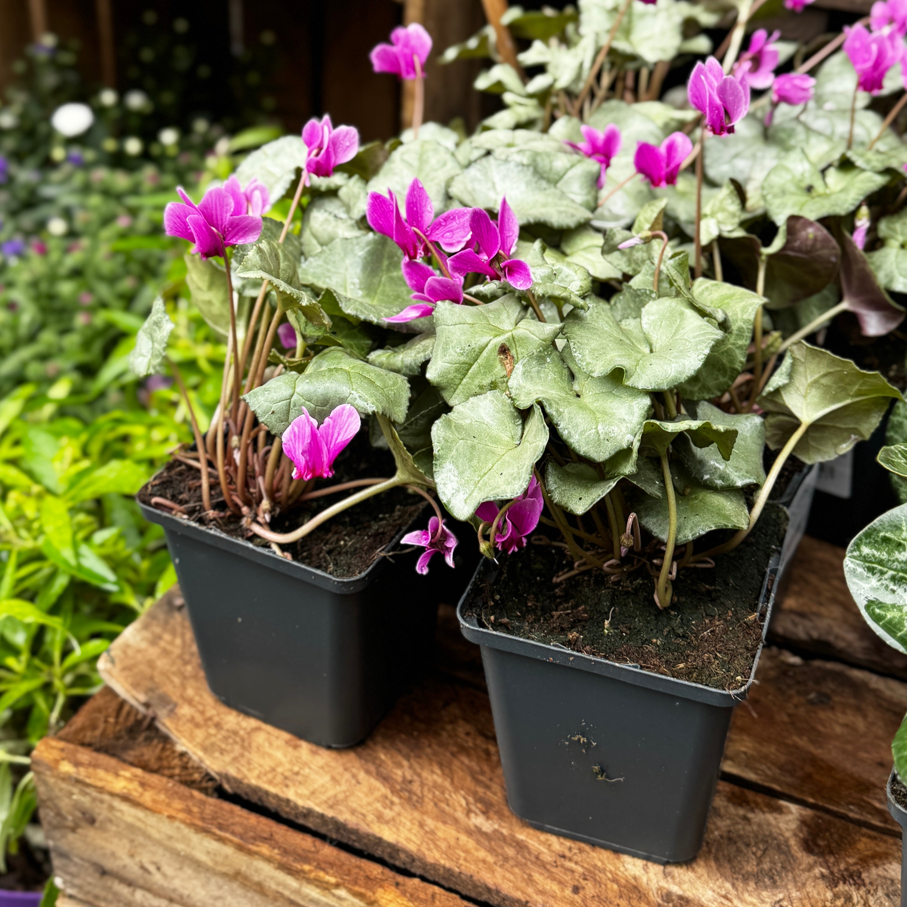 Cyclamen hederifolium Silver Leaf – Dark Pink