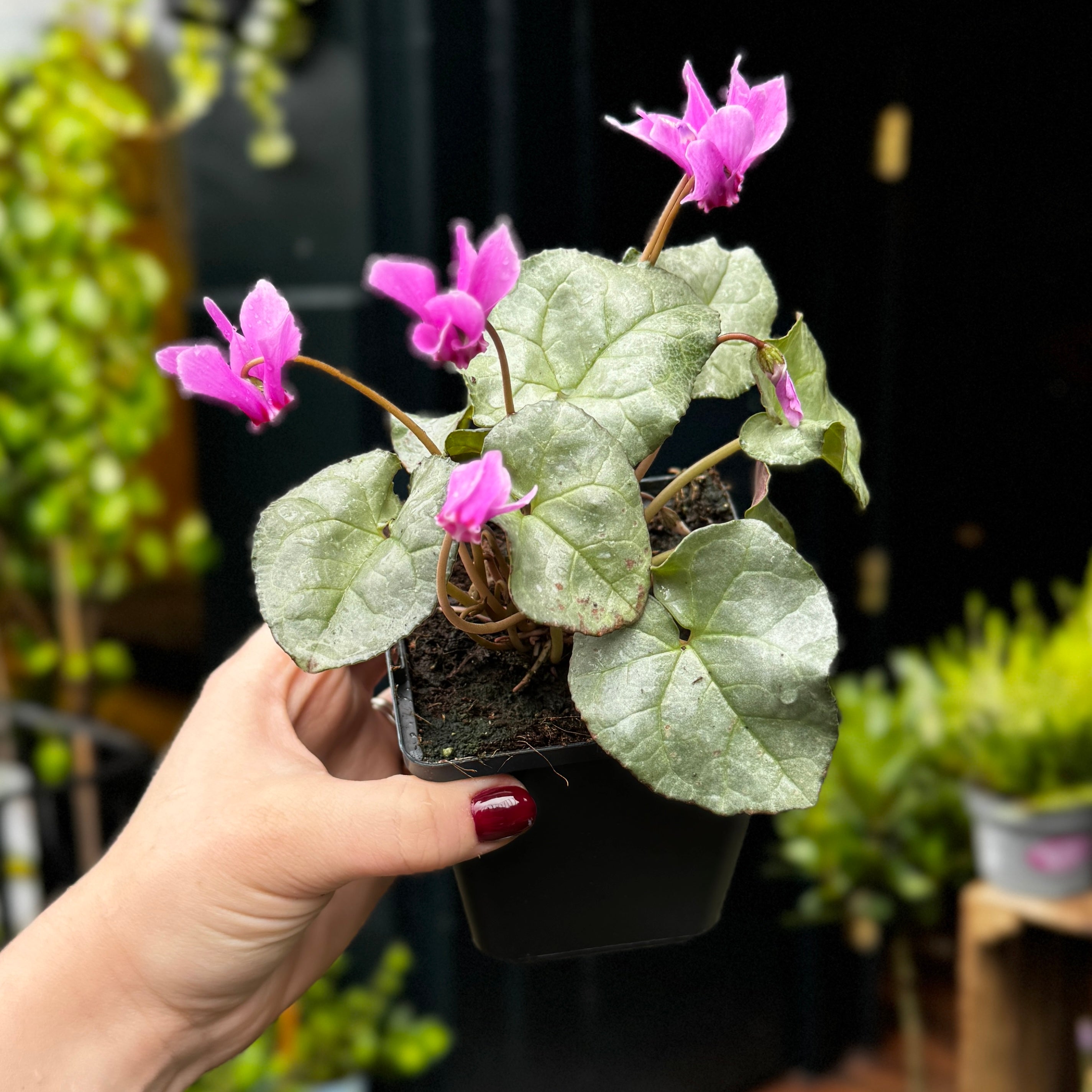 Cyclamen hederifolium Silver Leaf – Dark Pink