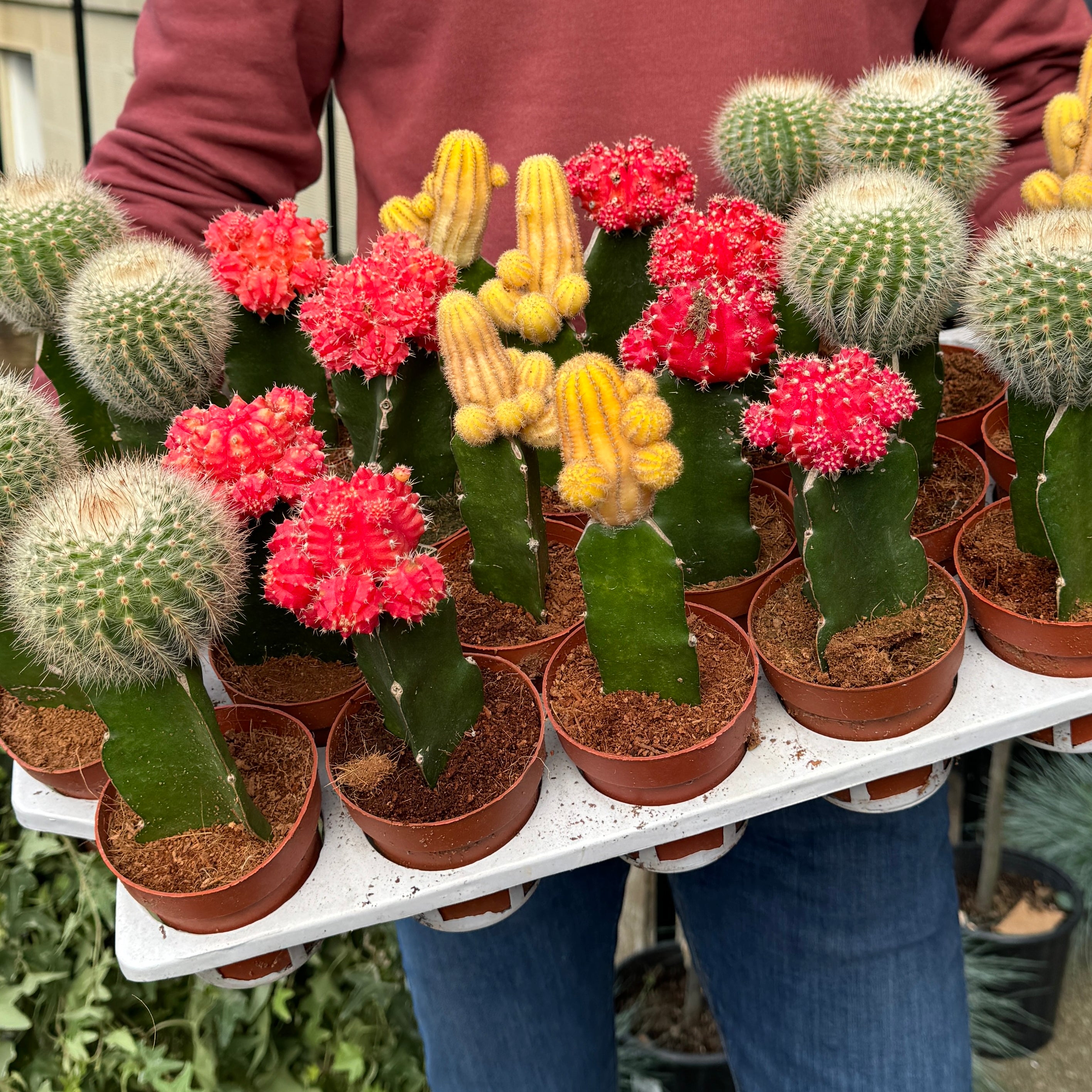 Gymnocalycium mihanovichii (8.5cm Pot Lucky Dip)