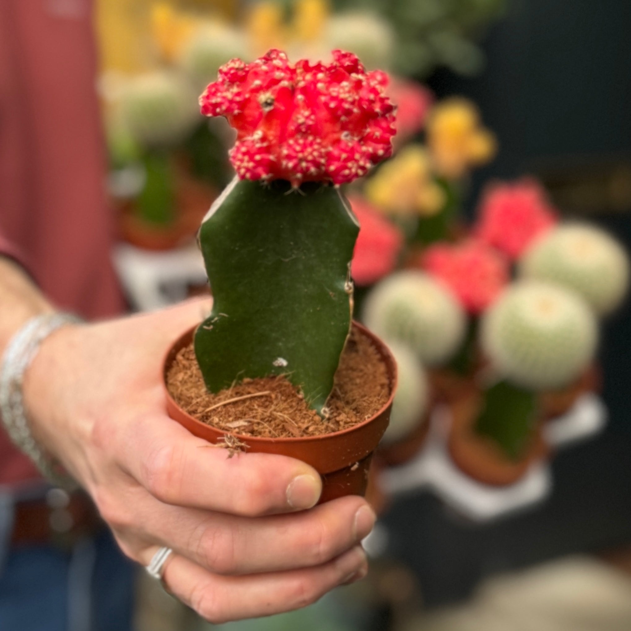 Gymnocalycium mihanovichii (8.5cm Pot Lucky Dip)