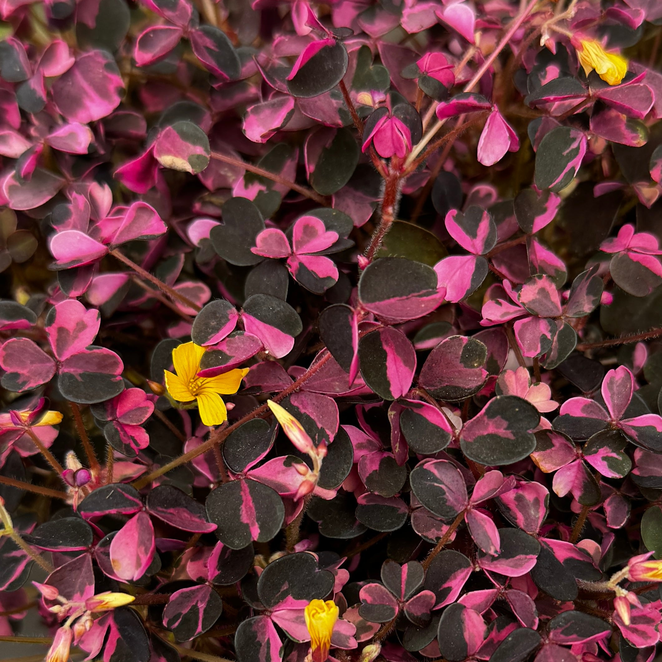 Oxalis 'Plum Crazy' (12cm pot)