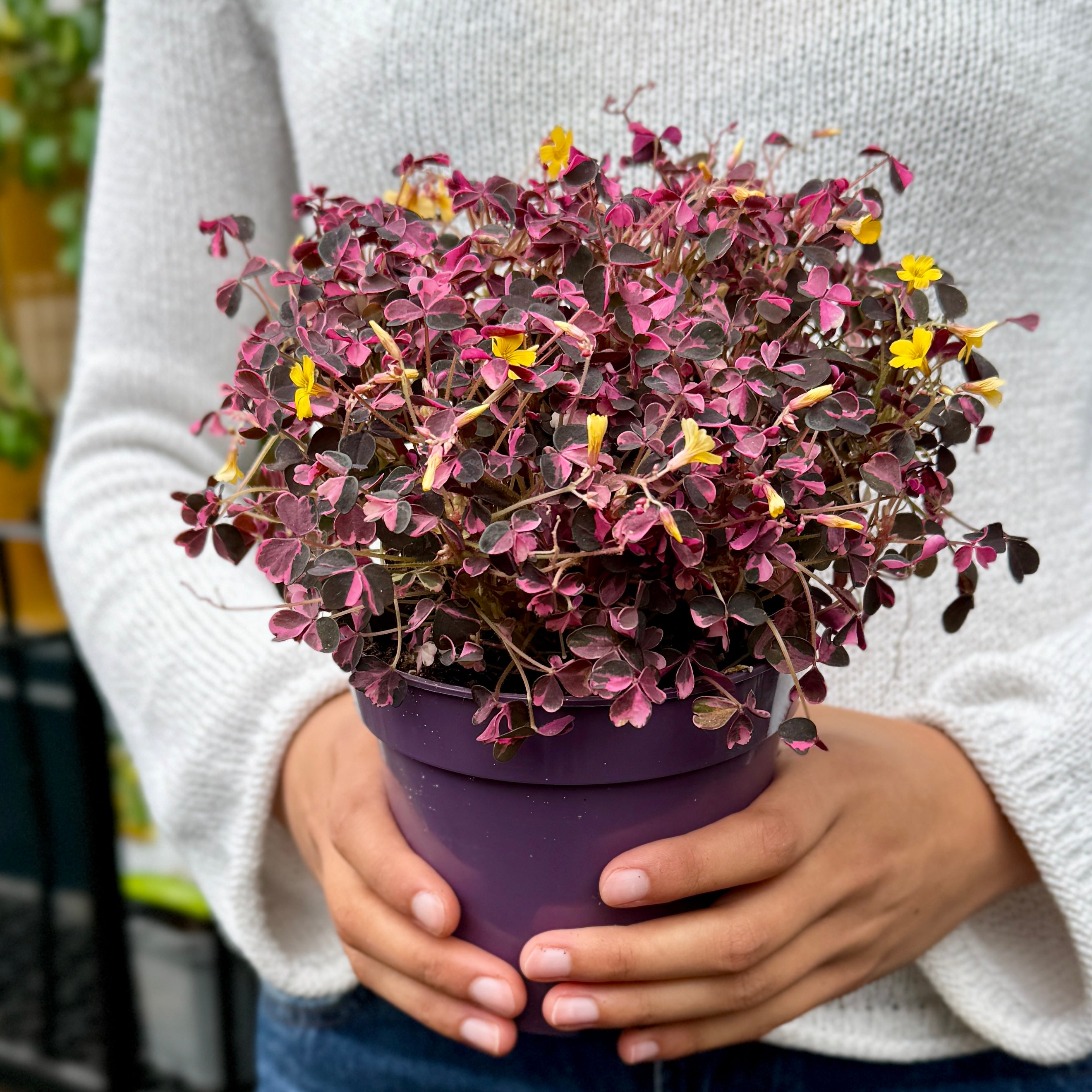 Oxalis 'Plum Crazy' (12cm pot)