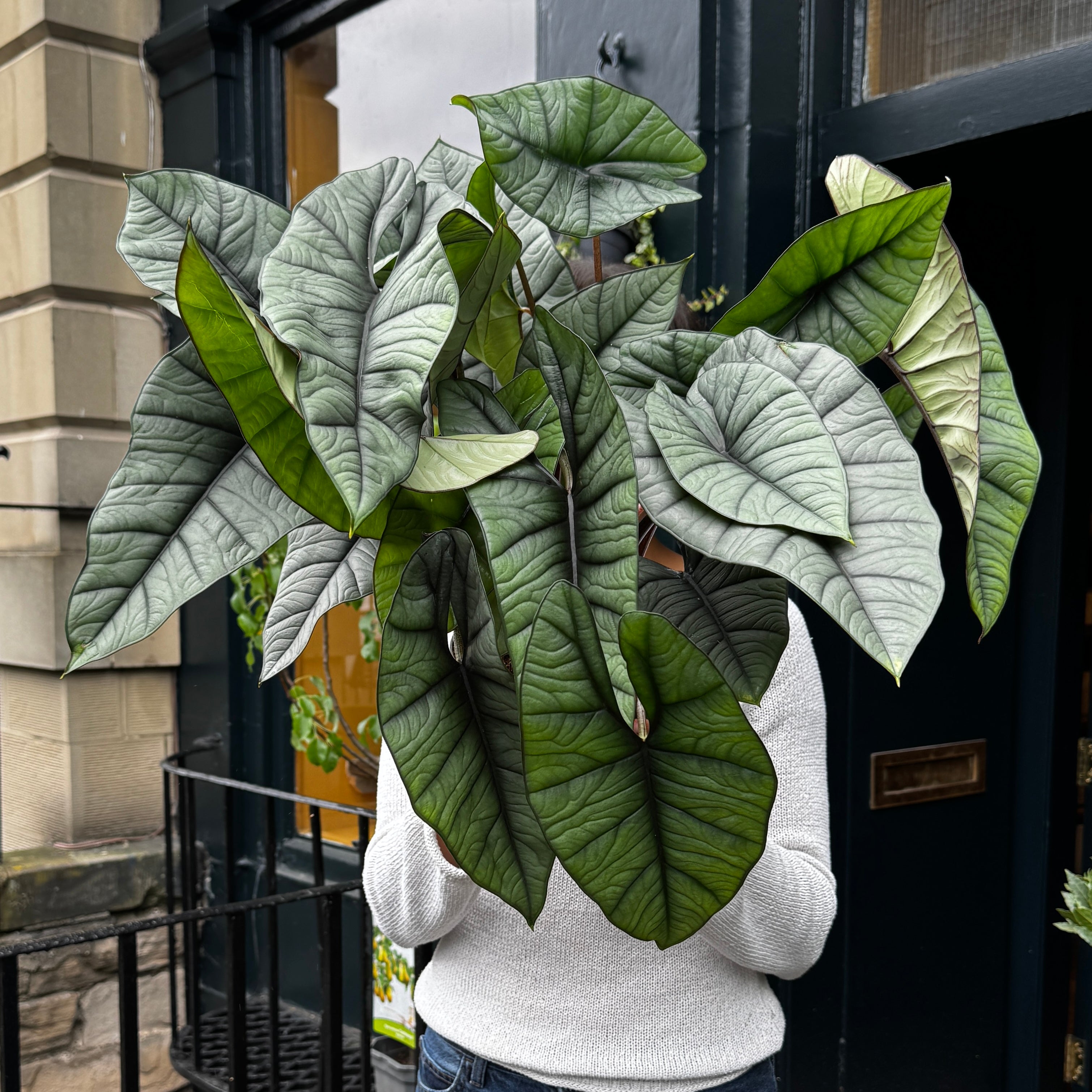Alocasia ‘Platinum’ XL