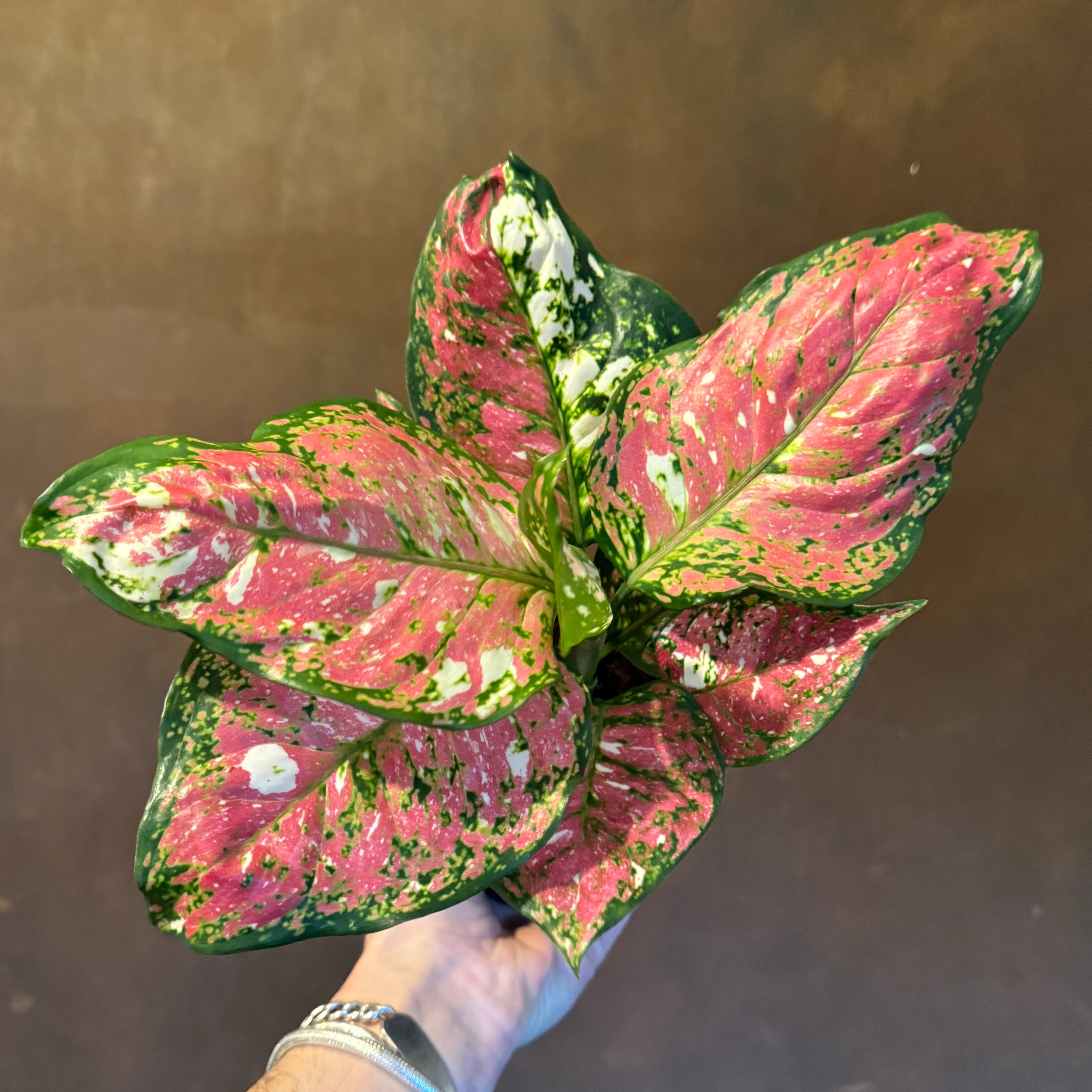 Aglaonema 'Jazzy Red'