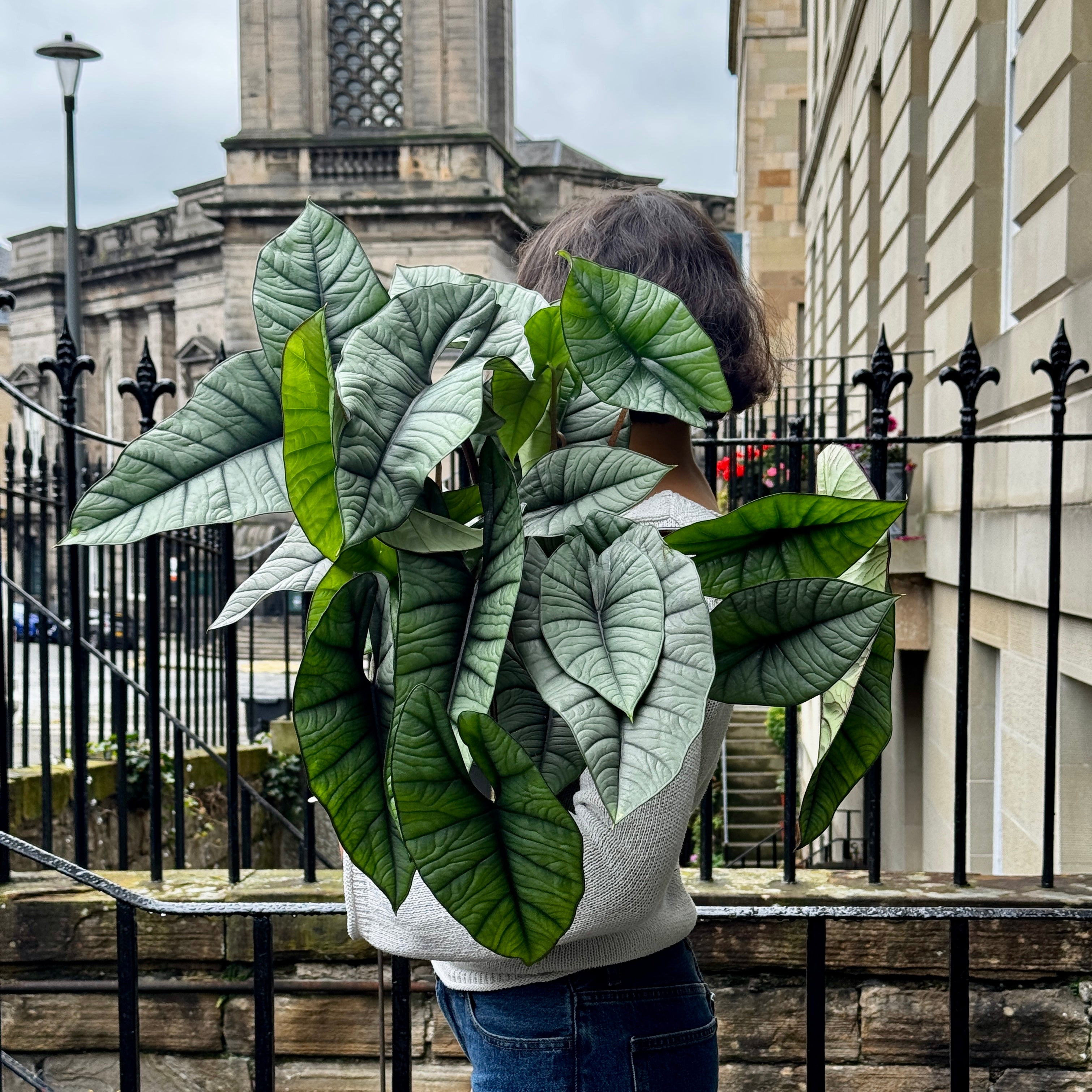 Alocasia ‘Platinum’ XL
