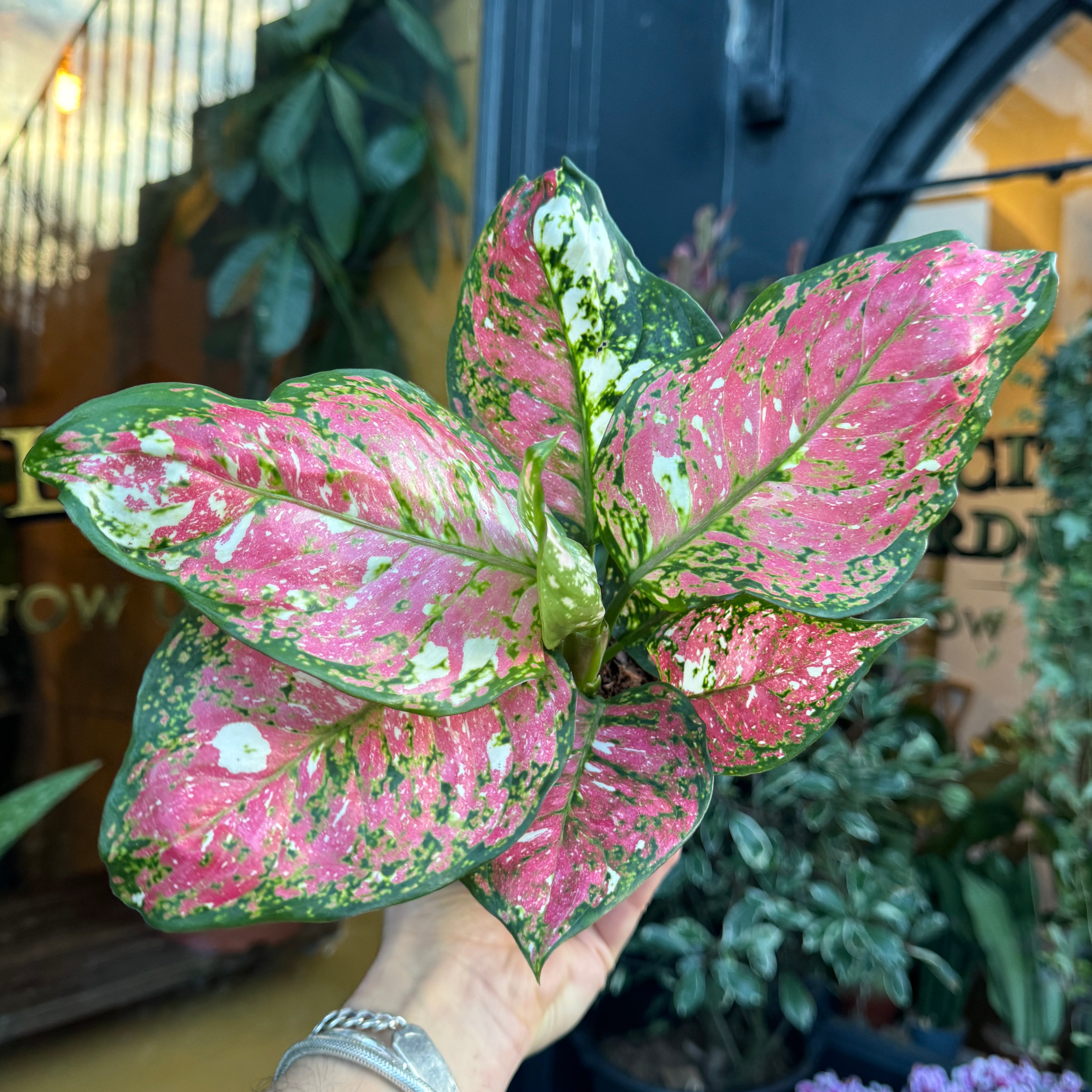 Aglaonema 'Jazzy Red'