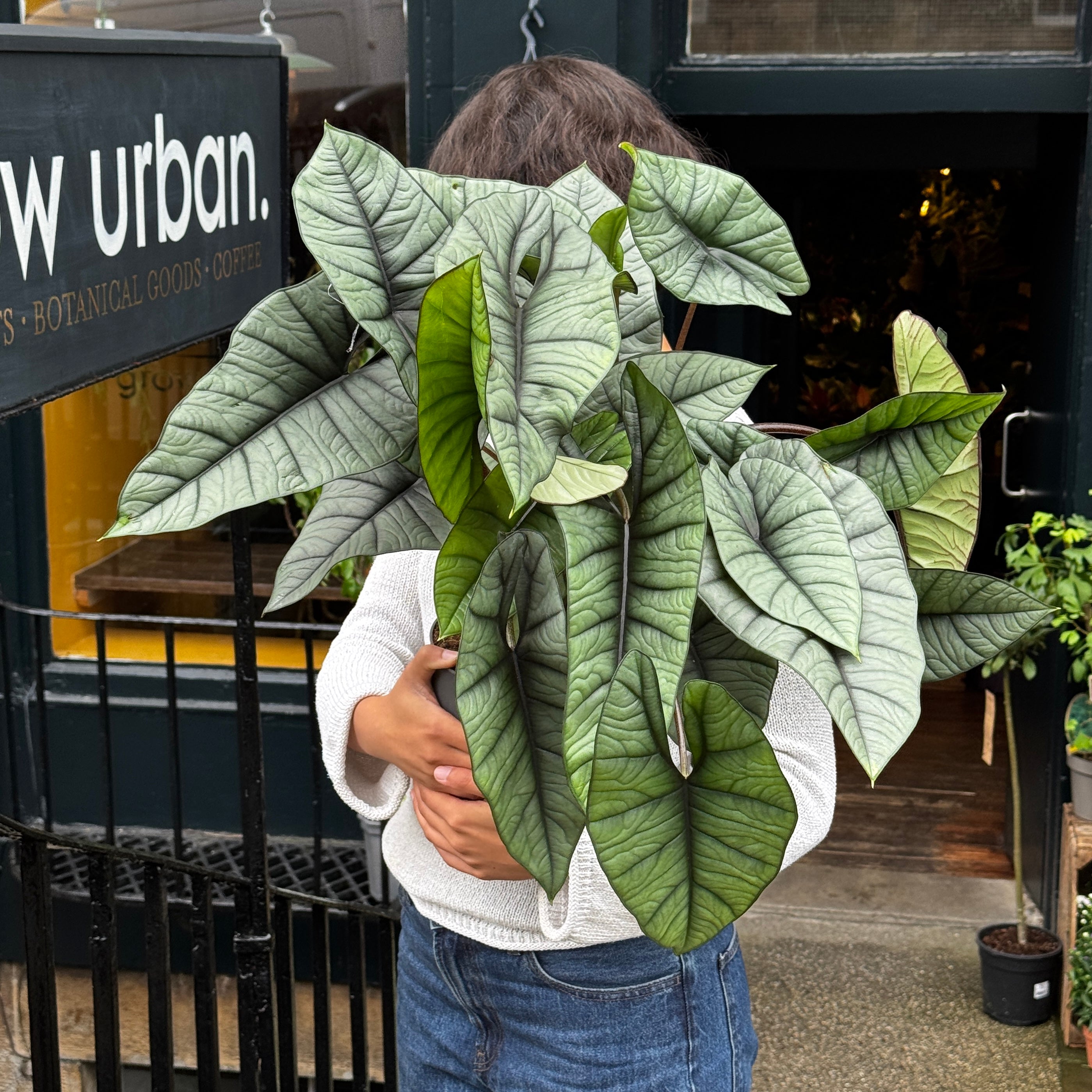 Alocasia ‘Platinum’ XL