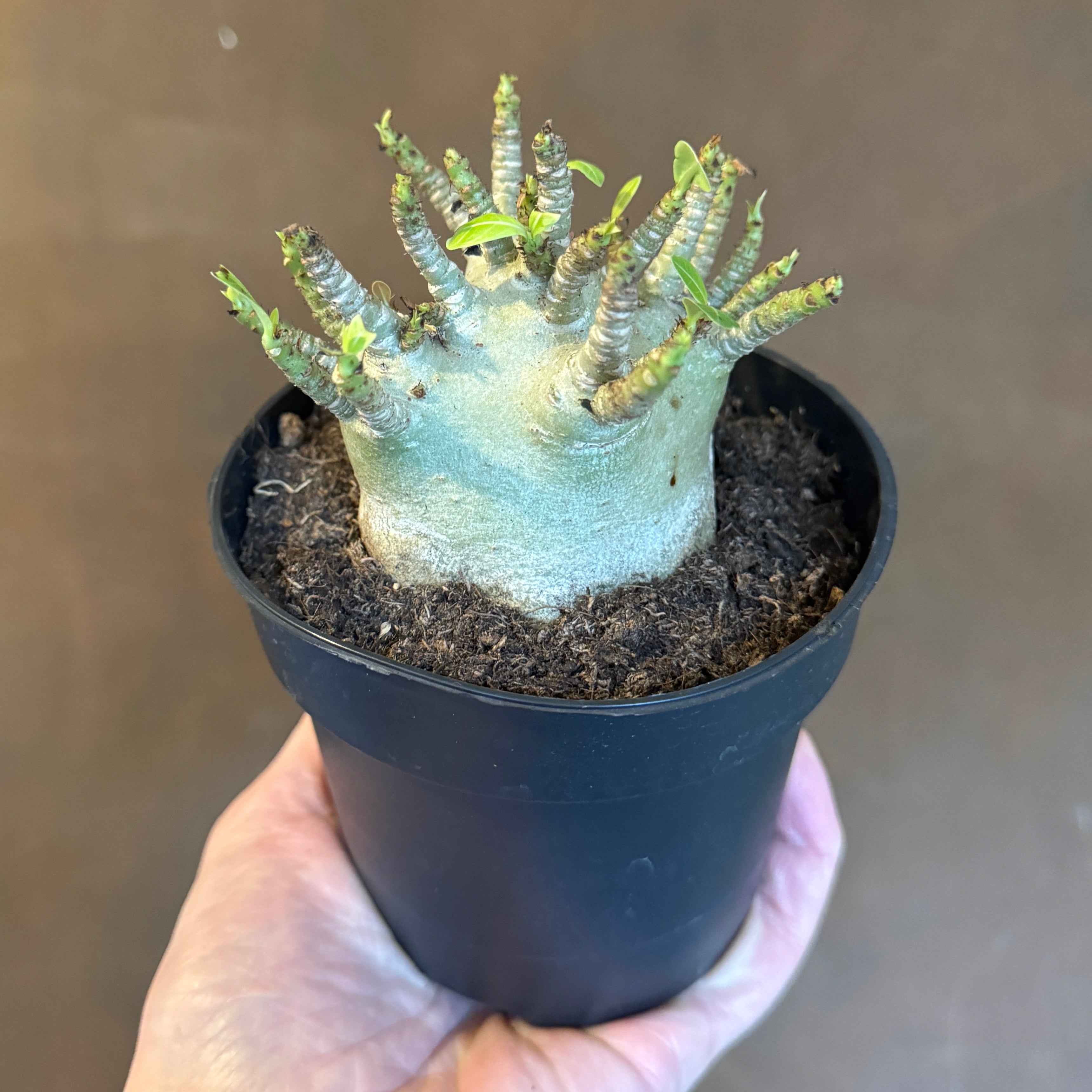 Adenium arabicum 'Baobab'