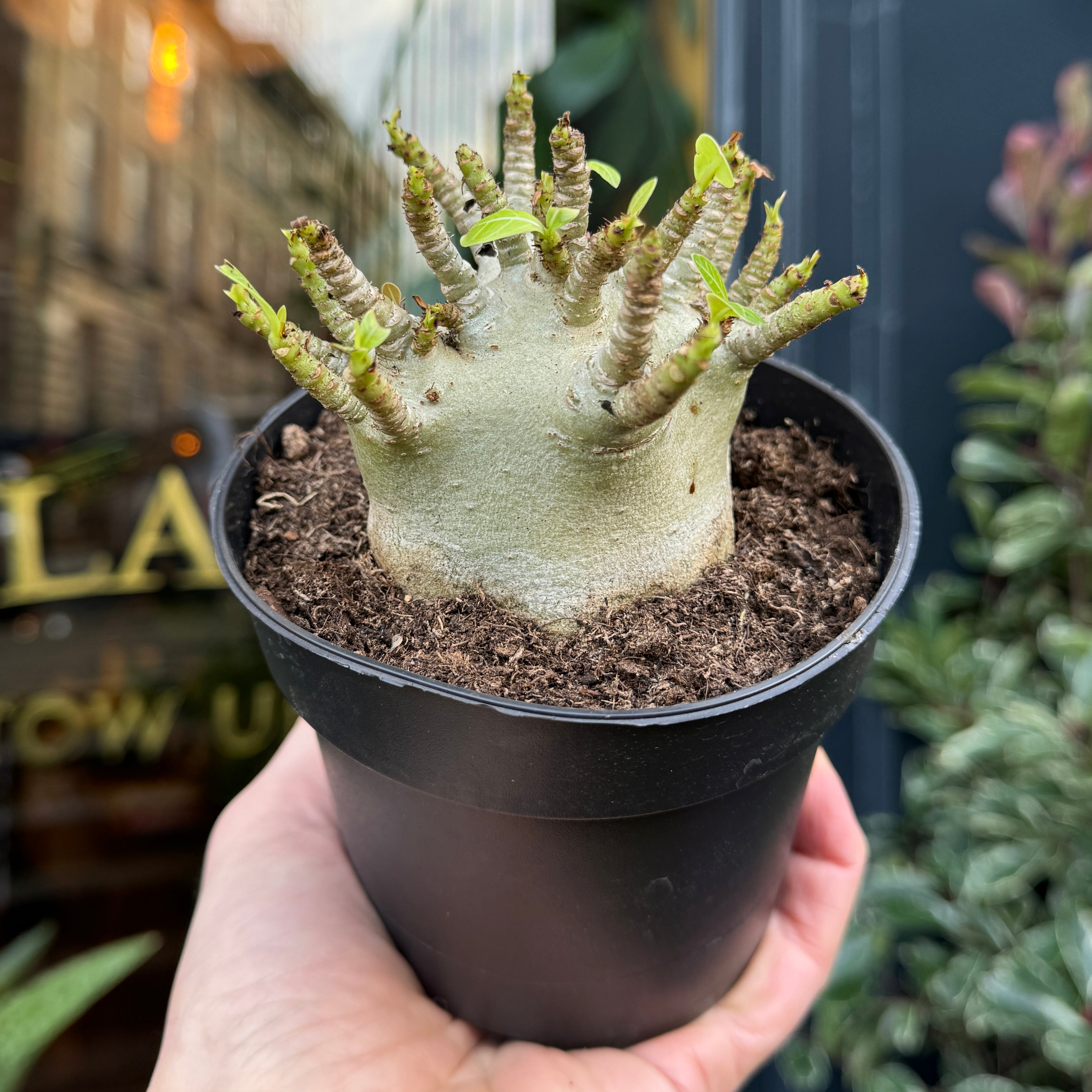 Adenium arabicum 'Baobab'