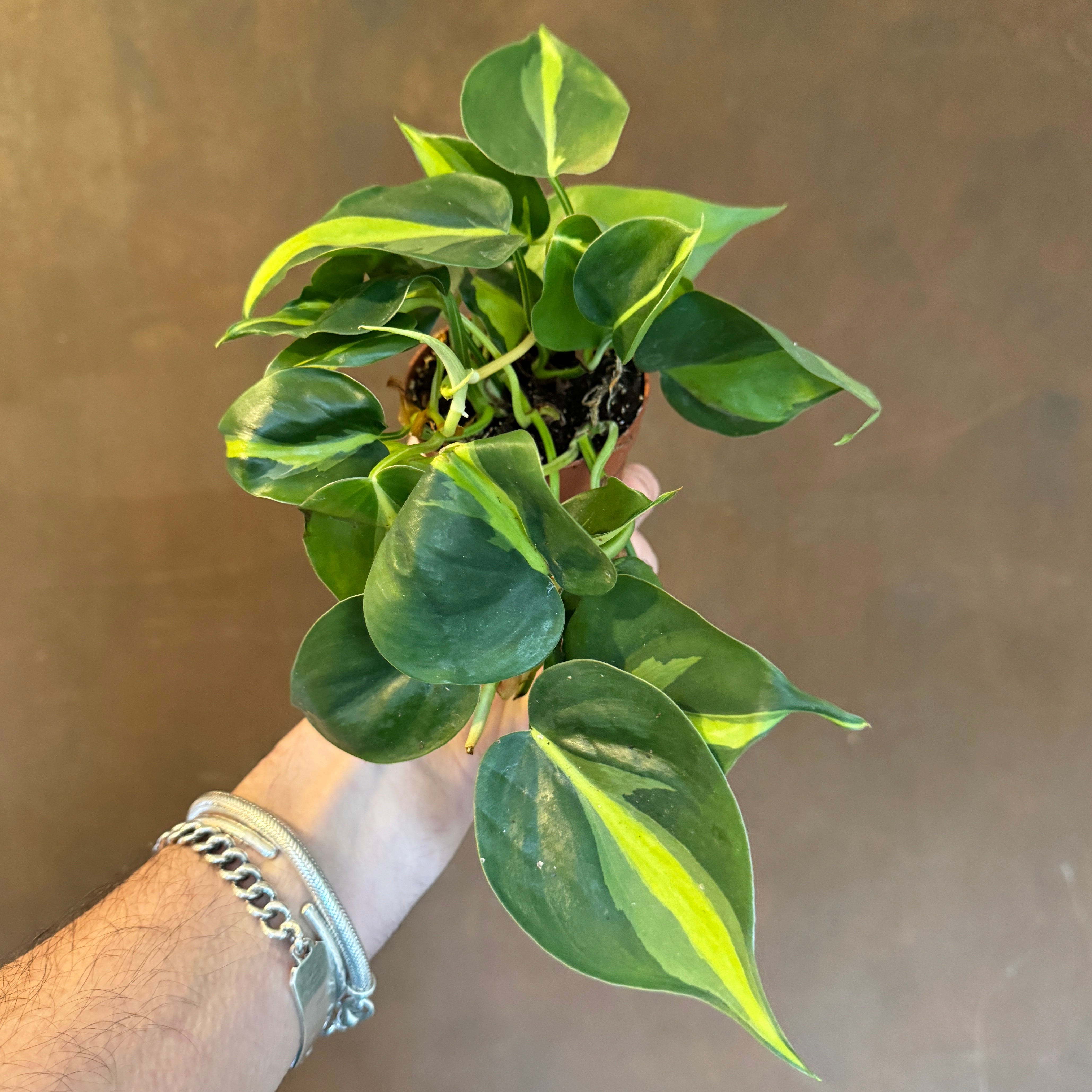 Philodendron ‘Brasil’ (8.5cm pot)