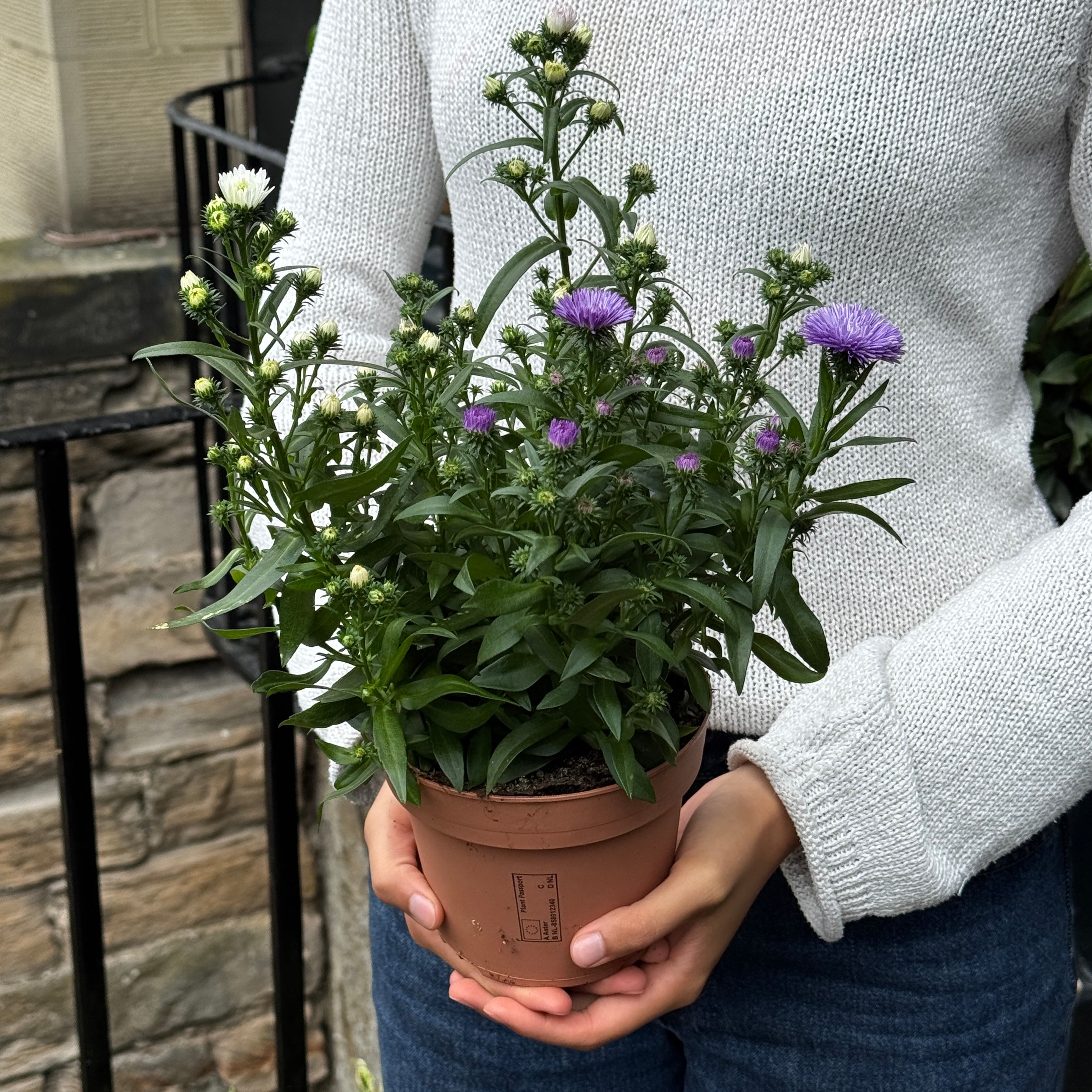 Aster ‘Showmakers® Trio’