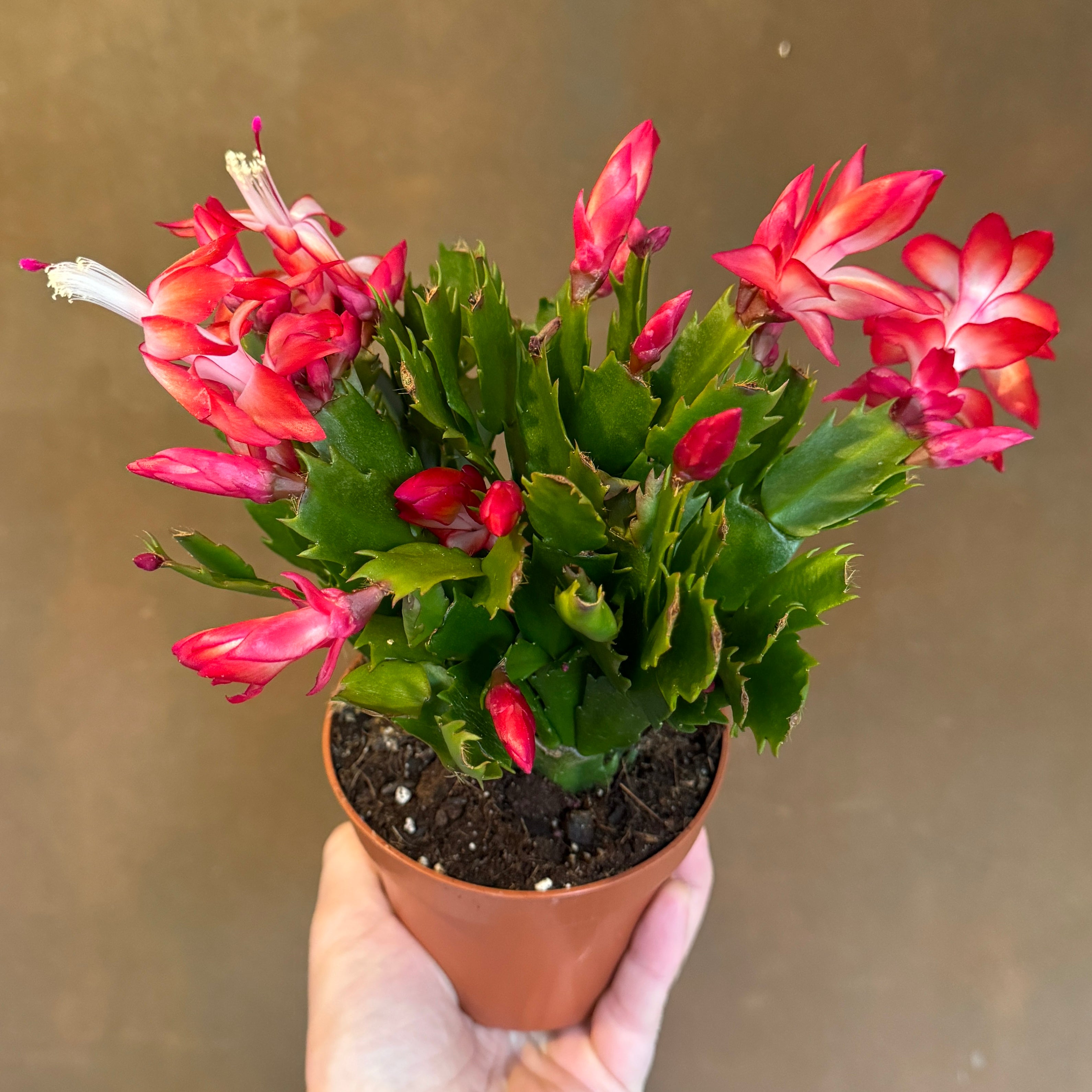 Schlumbergera 'Flame'