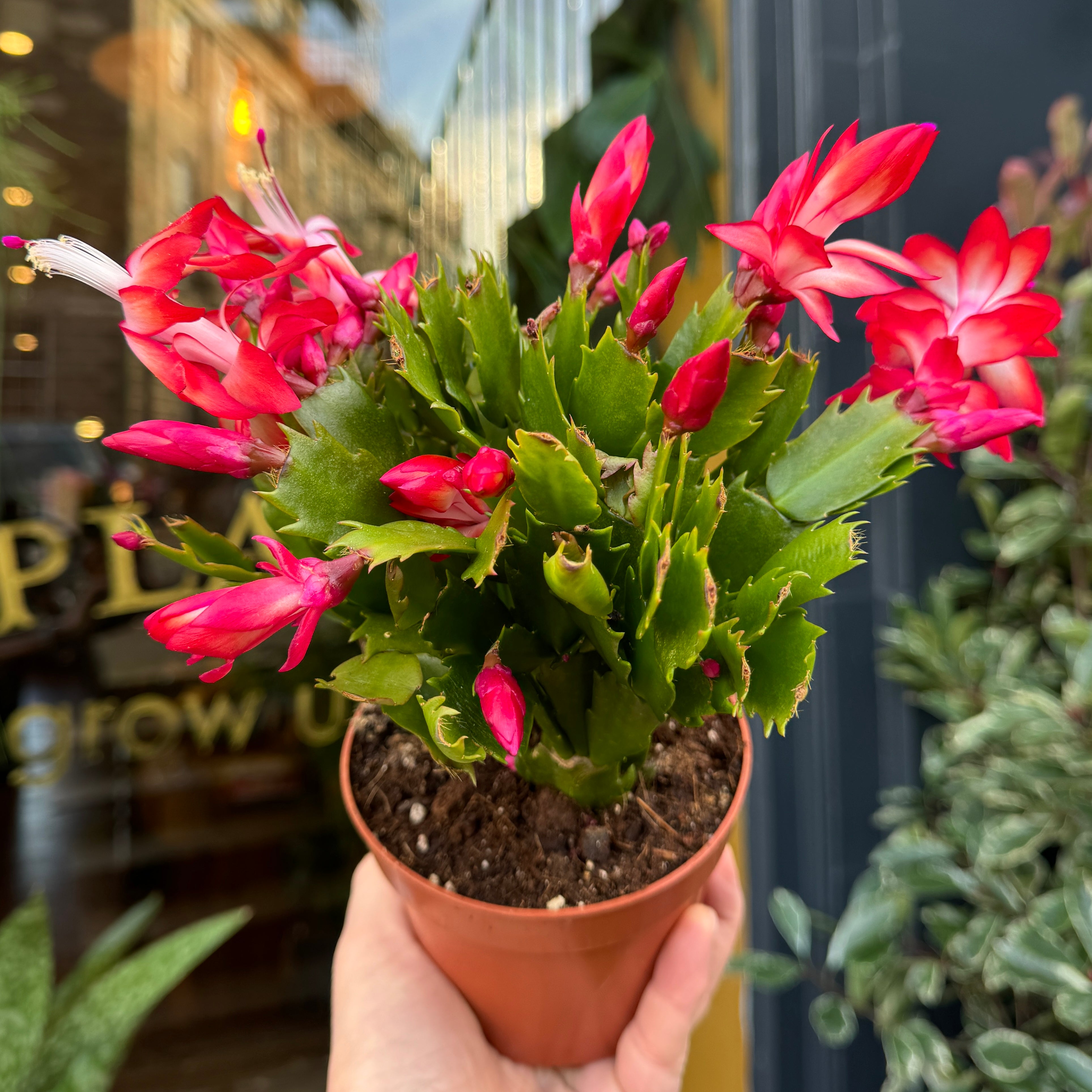 Schlumbergera 'Flame'