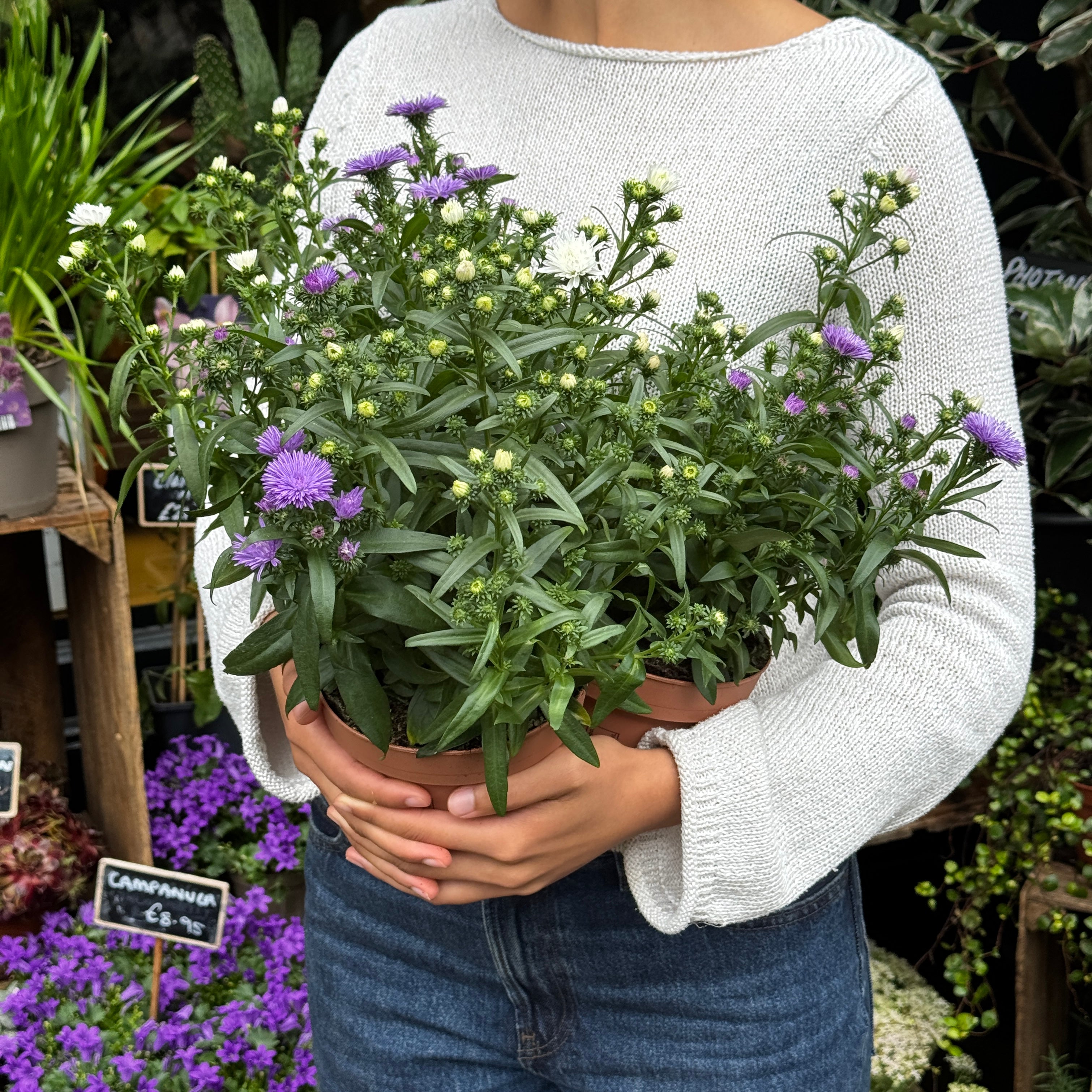 Aster ‘Showmakers® Trio’
