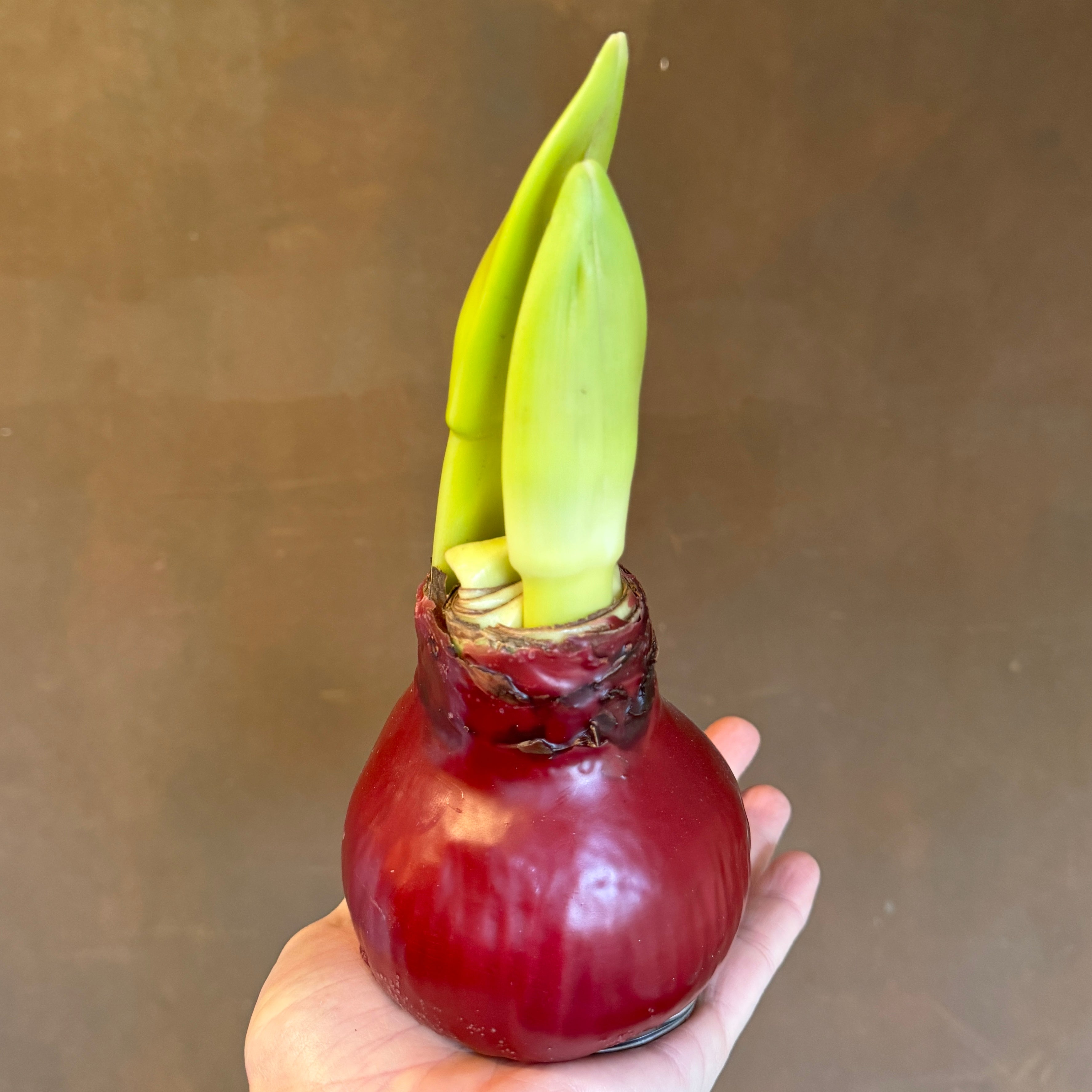 Wax Amaryllis Bulbs | 2 stem