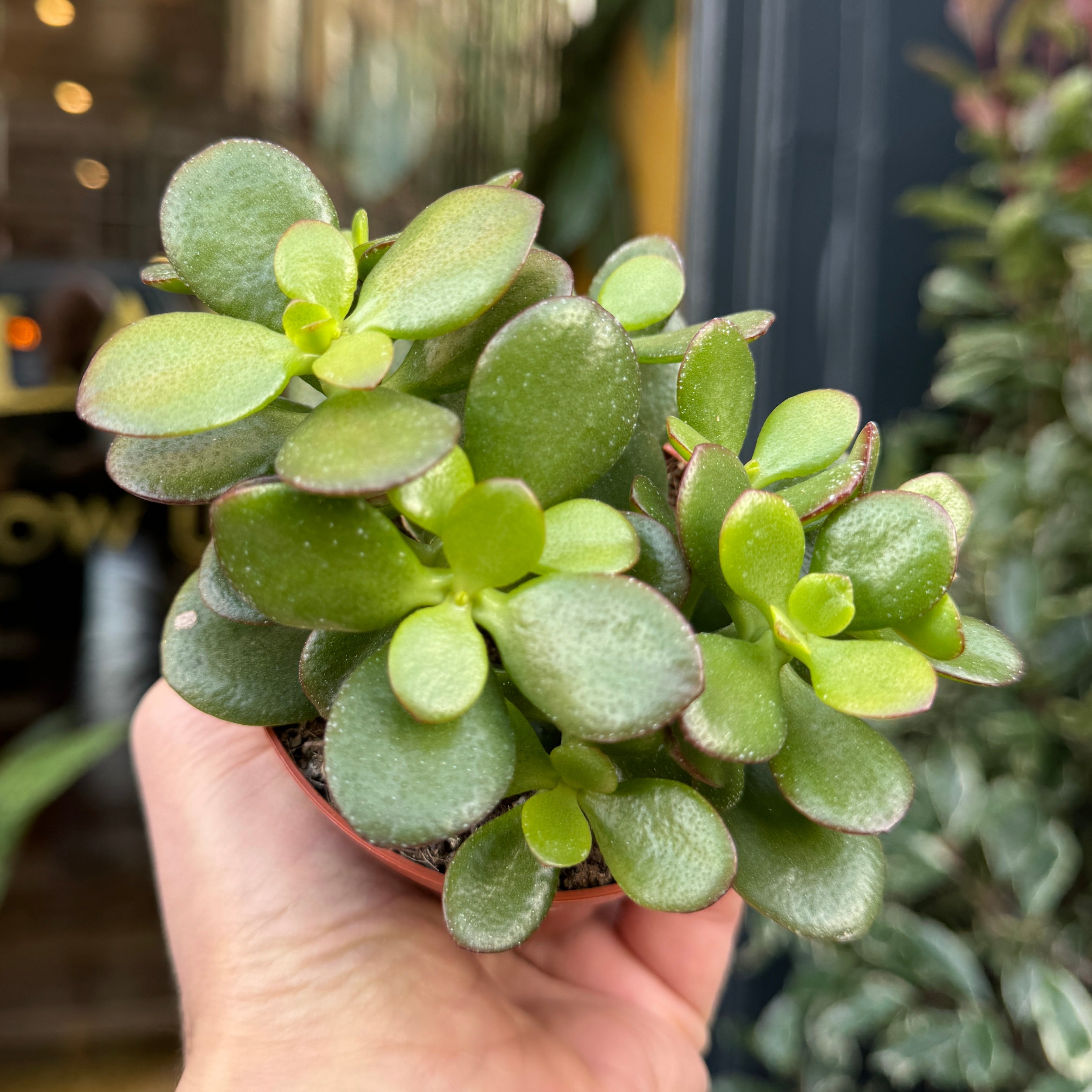 Crassula ovata (8.5cm pot)