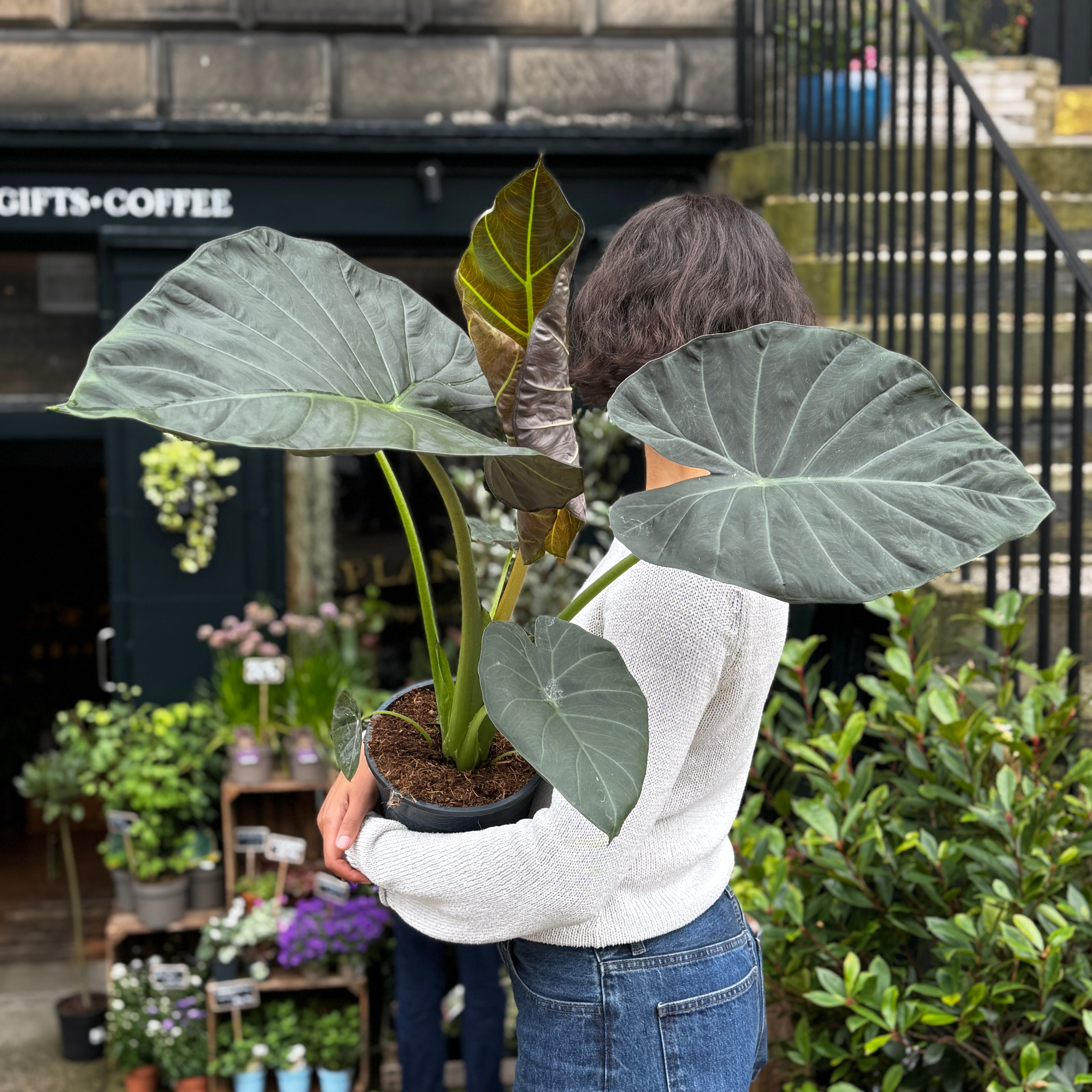 Alocasia 'Regal Shields'