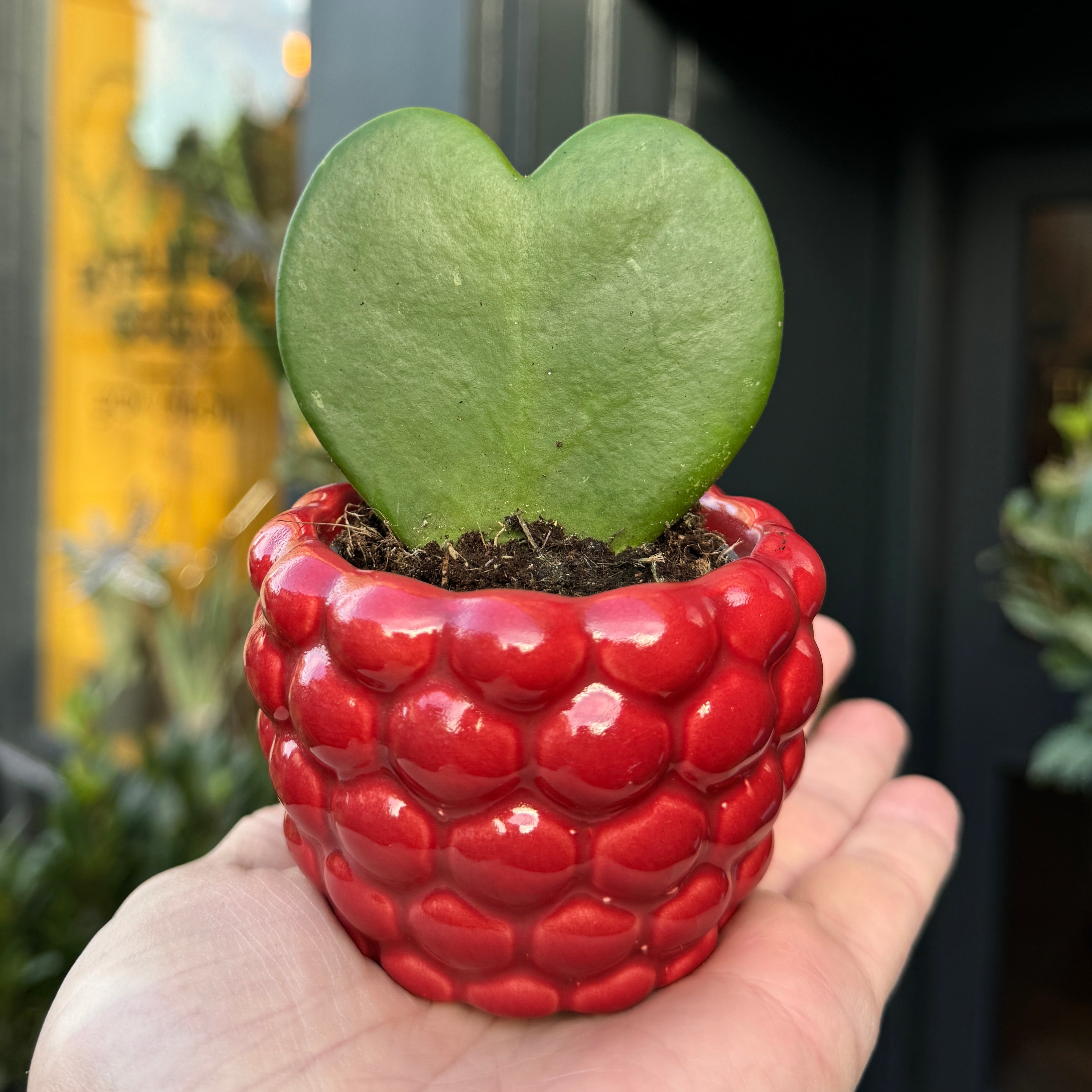 Berry Pot - Rouge | 8cm