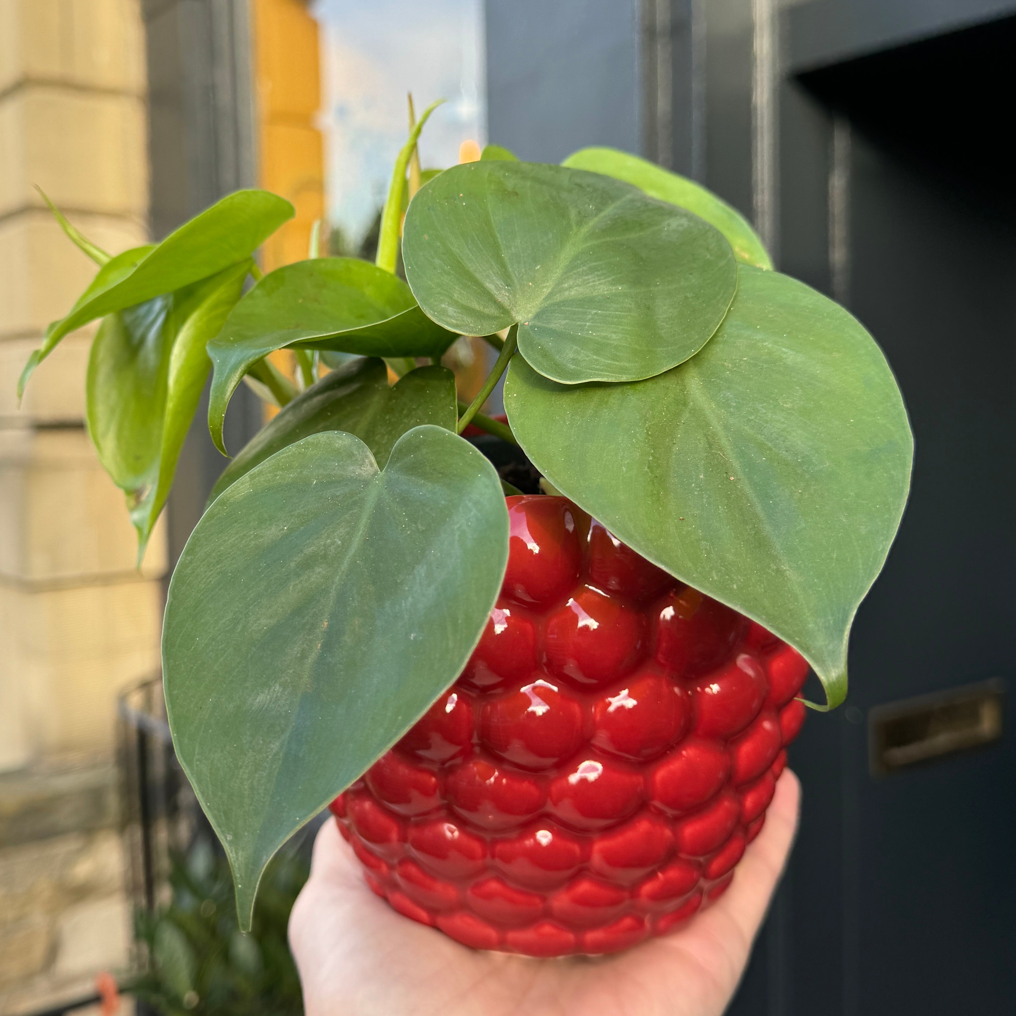 Berry Pot - Rouge | 14cm