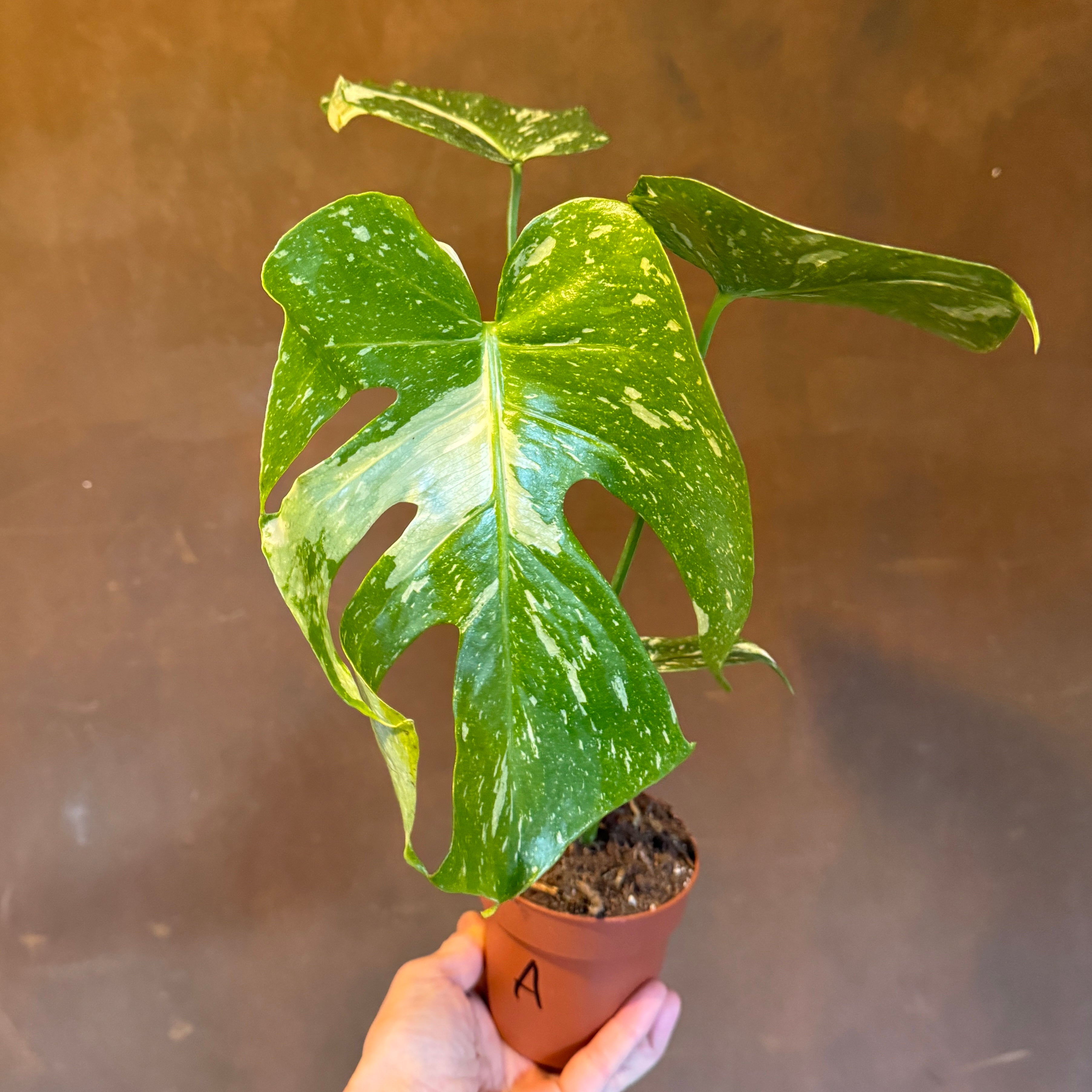 Monstera 'Thai Constellation'