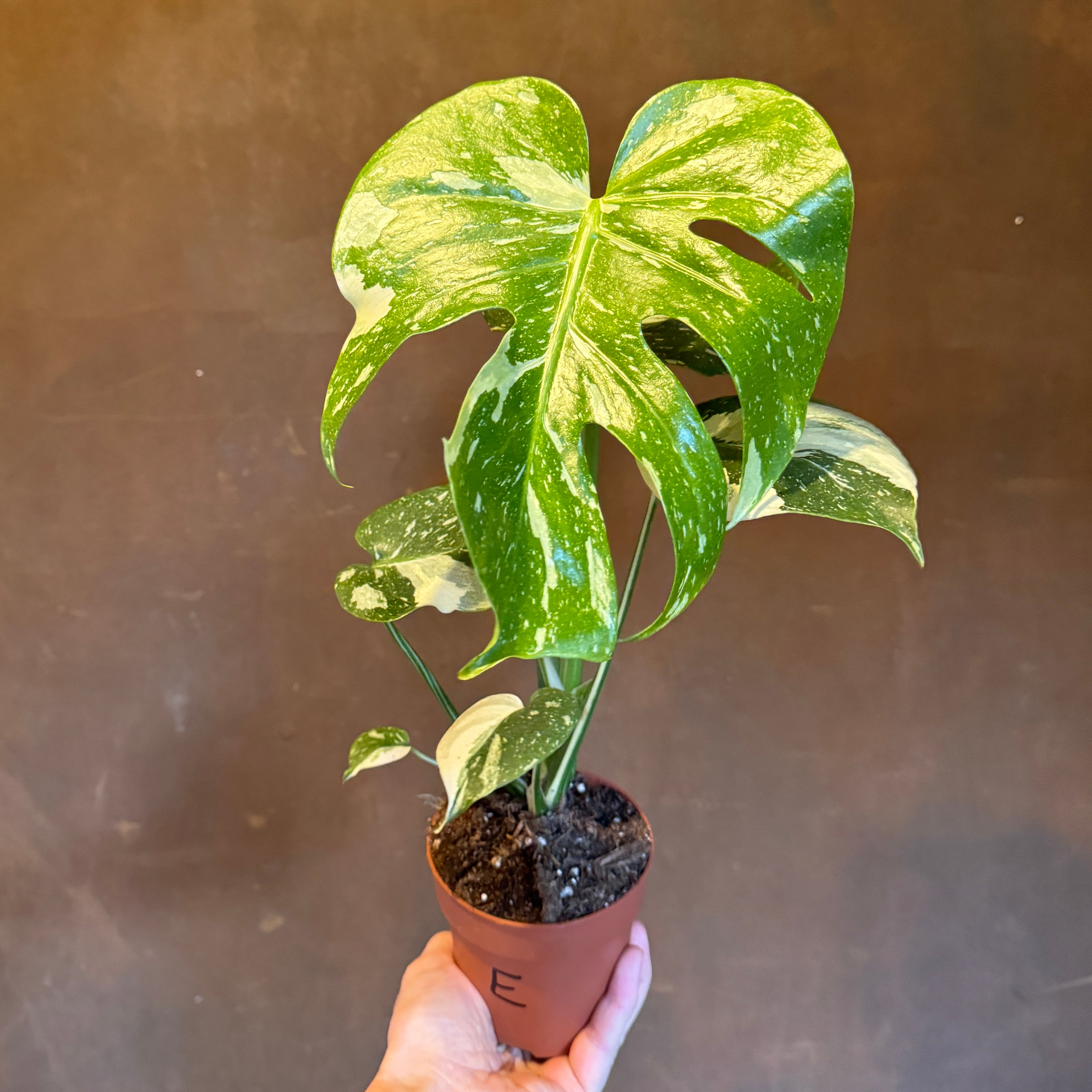 Monstera 'Thai Constellation'