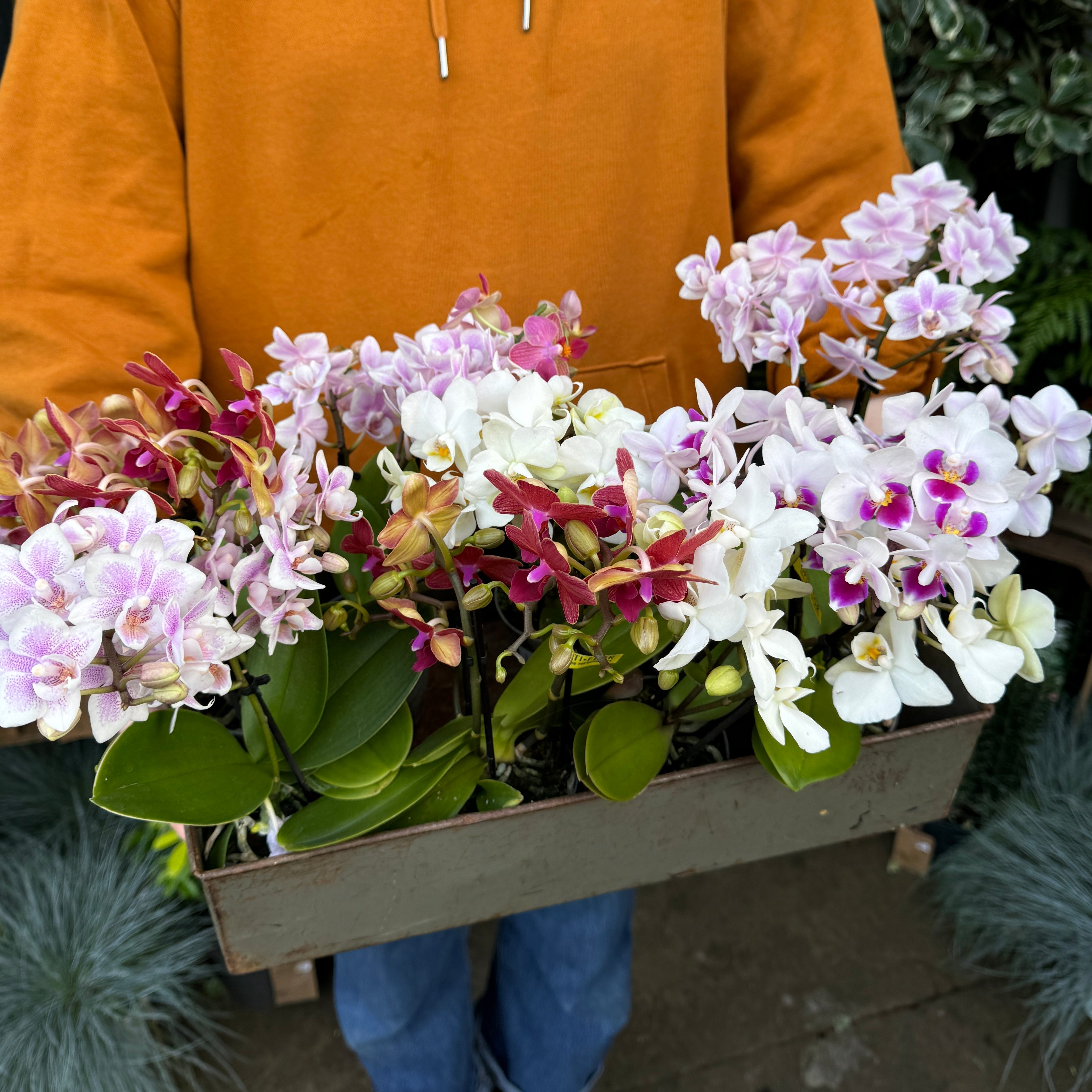 Phalaenopsis ‘Optifriend' (Lucky Dip)