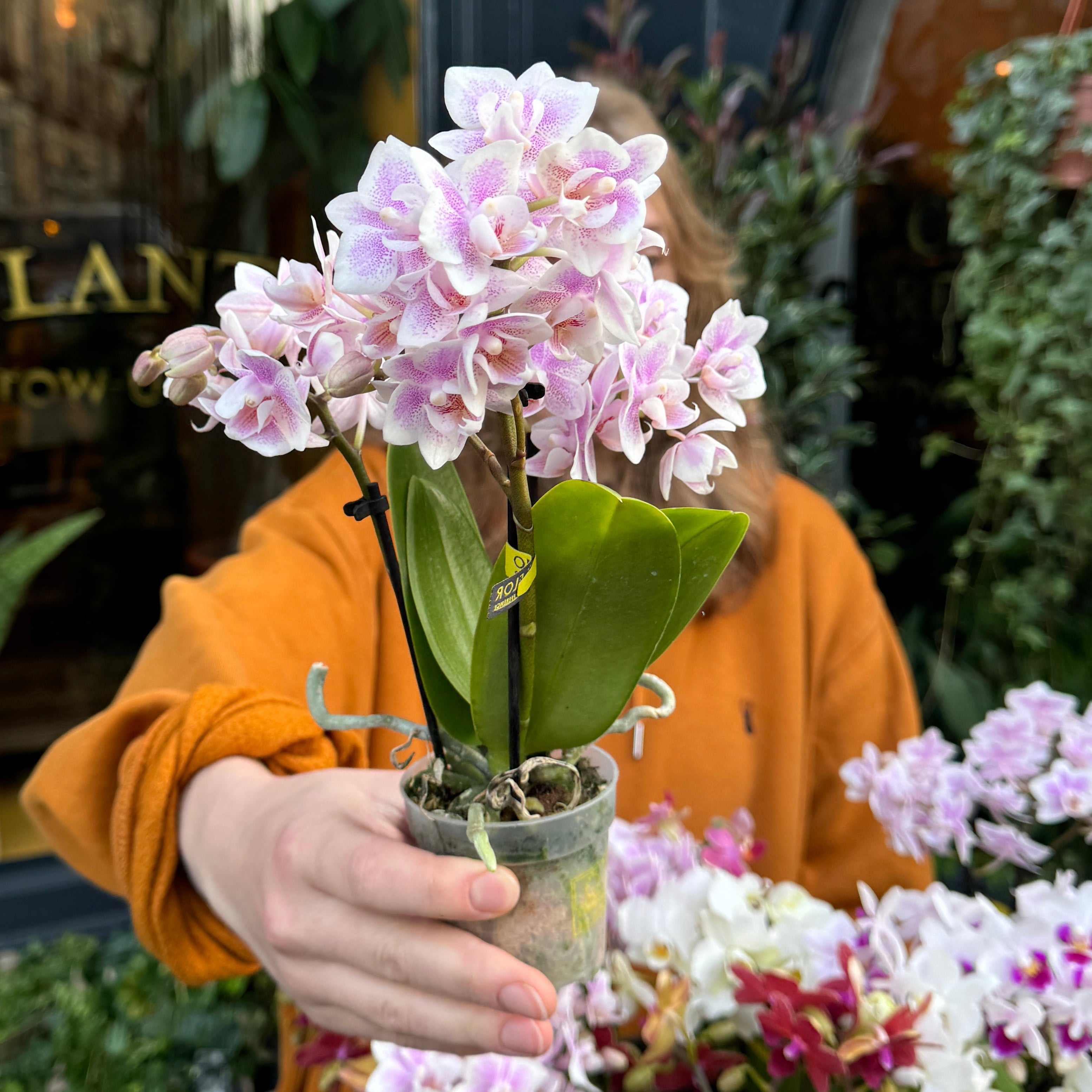 Phalaenopsis ‘Optifriend' (Lucky Dip)