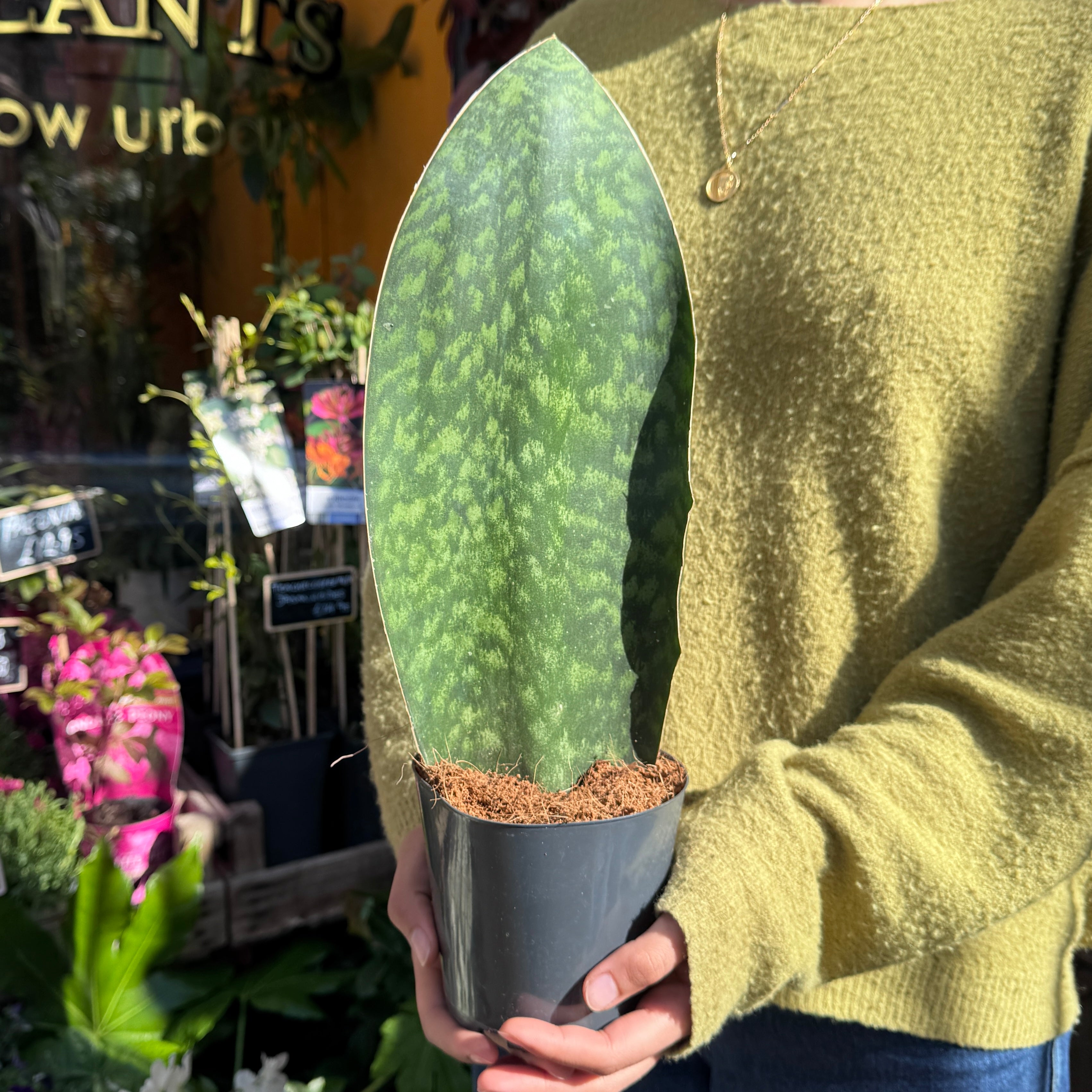 Sansevieria Whale Fin 'Victoria' | Dracaena masoniana | grow urban.
