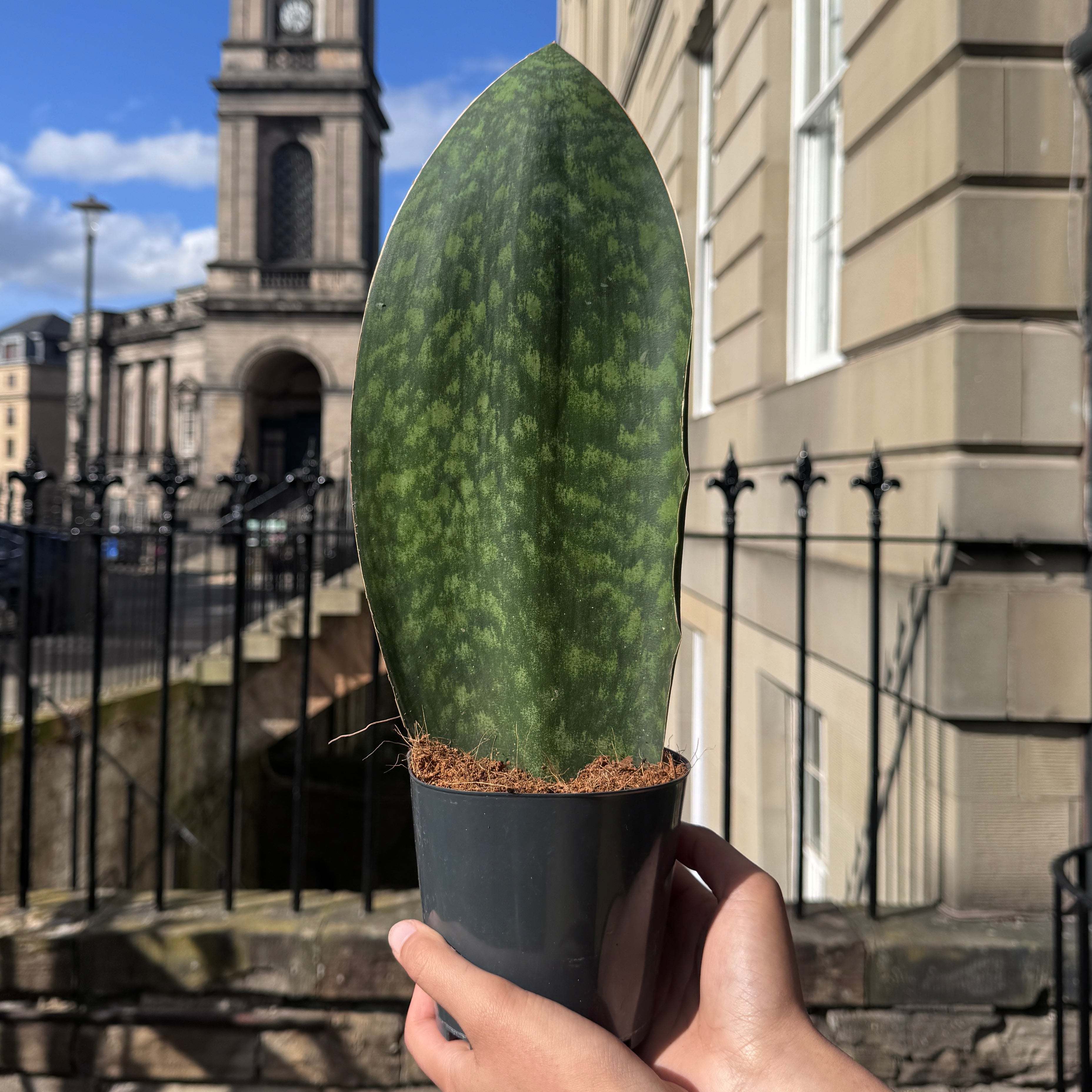 Sansevieria Whale Fin 'Victoria' | Dracaena masoniana | grow urban.