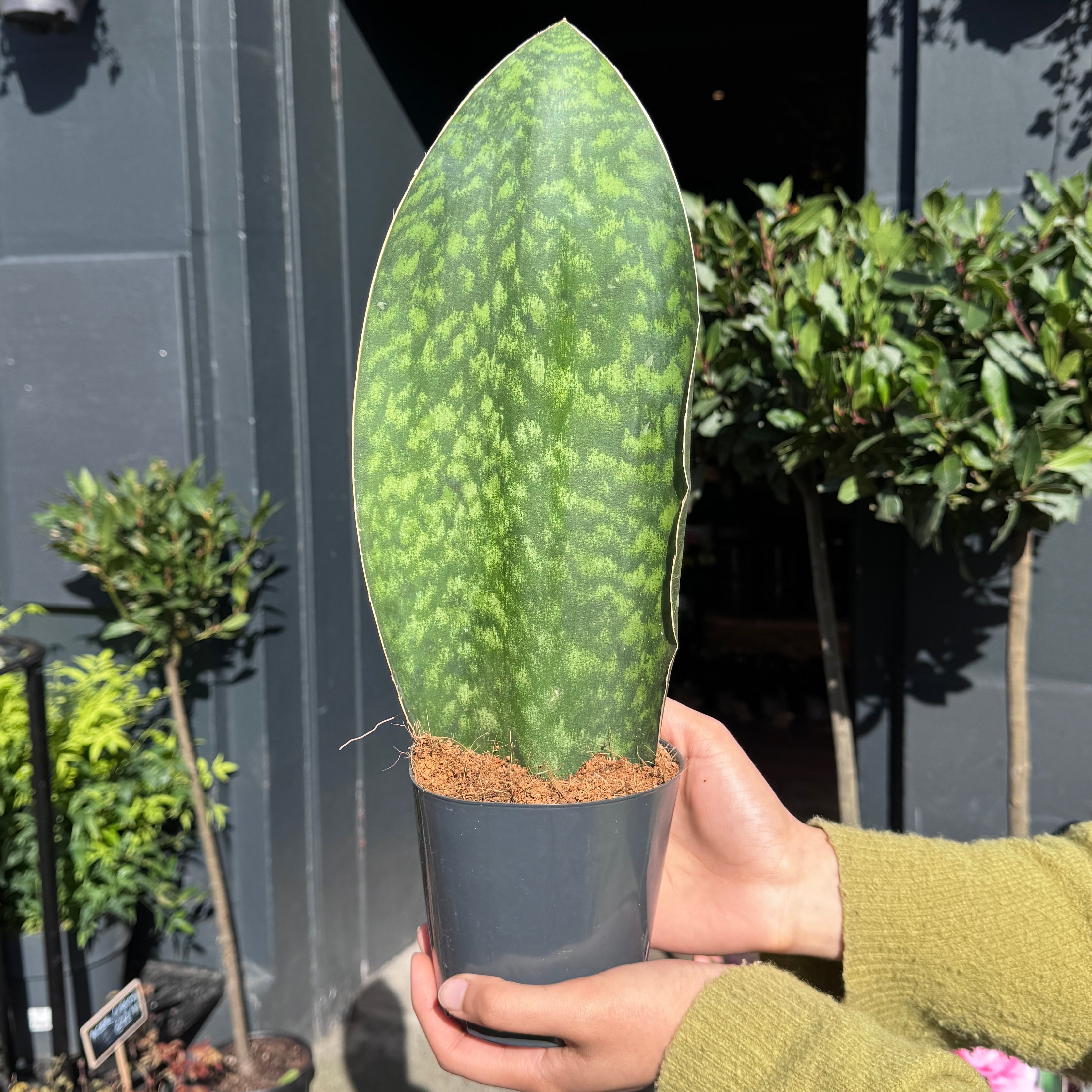 Sansevieria ‘Victoria’
