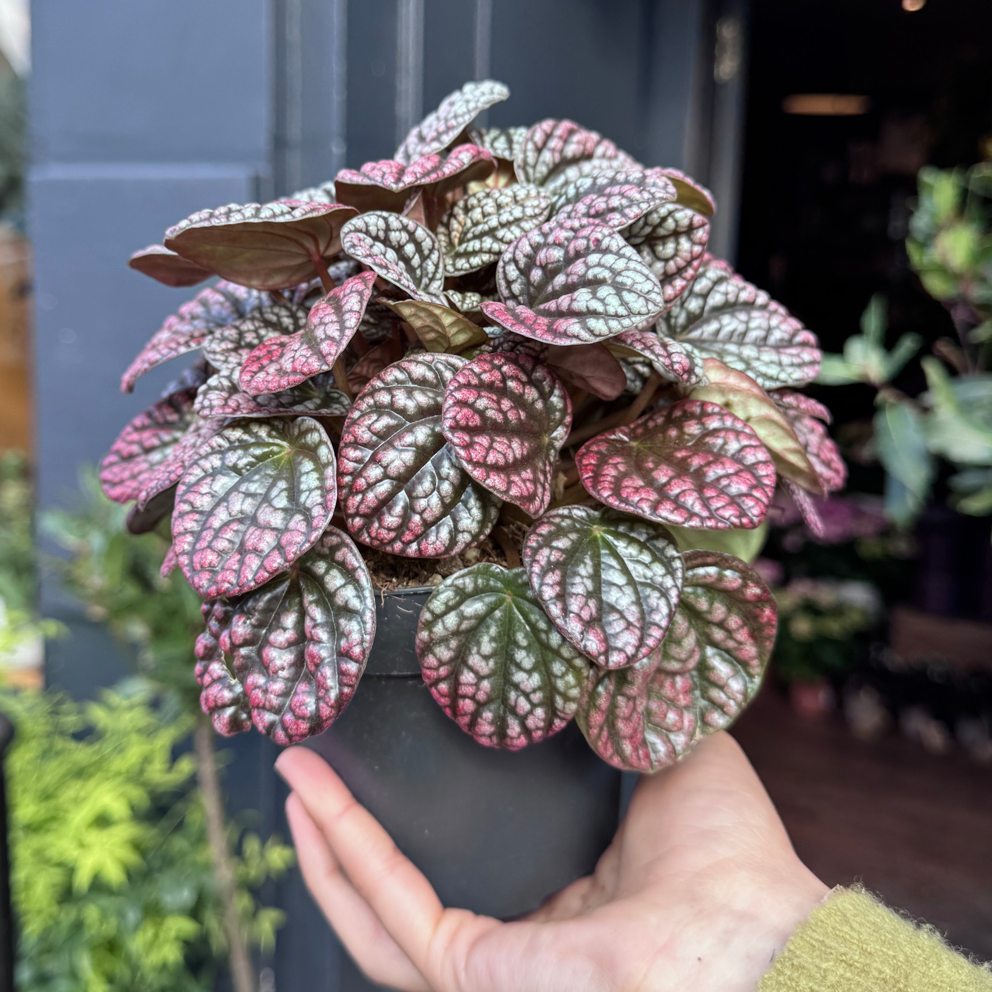 Peperomia 'Lucinda'