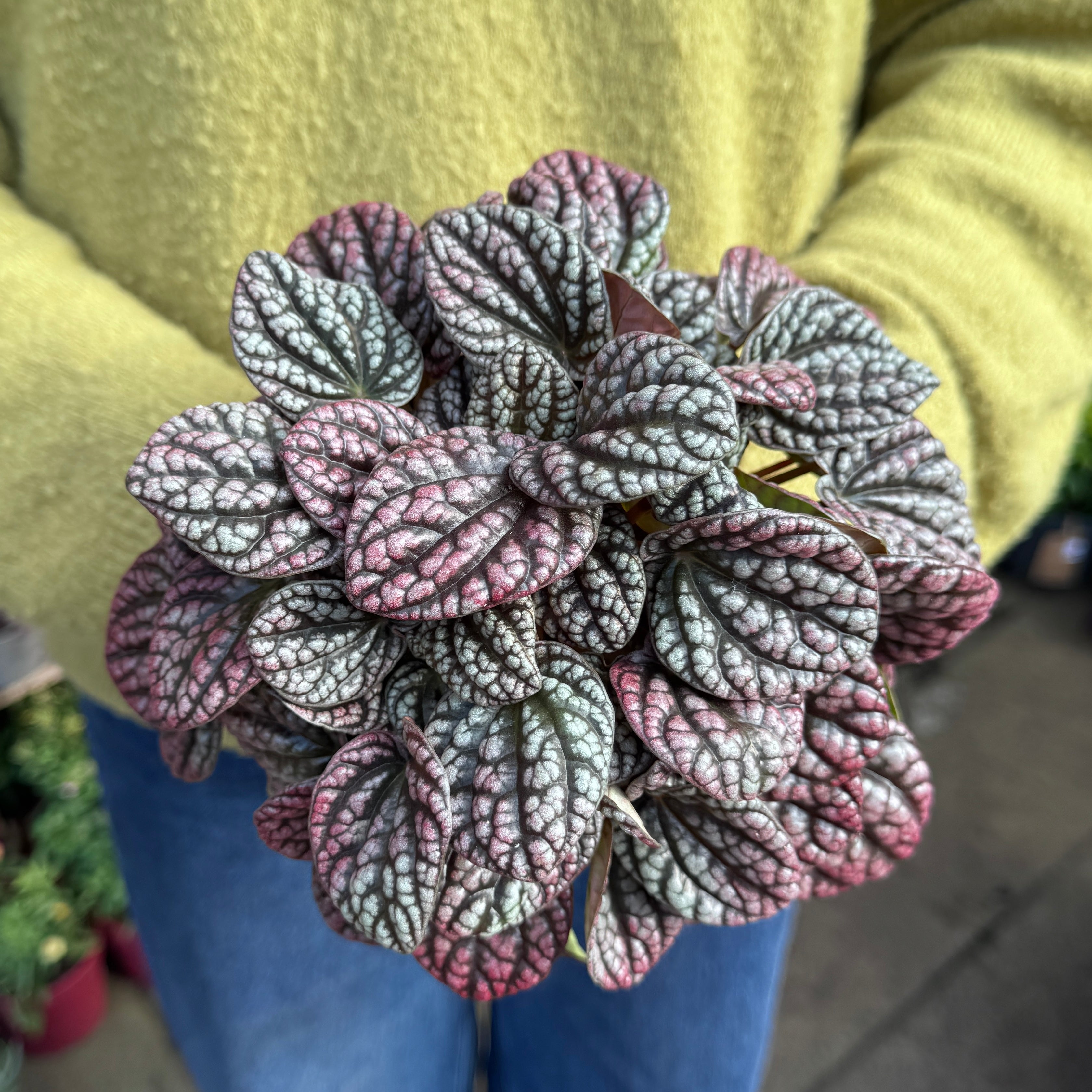 Peperomia 'Lucinda'