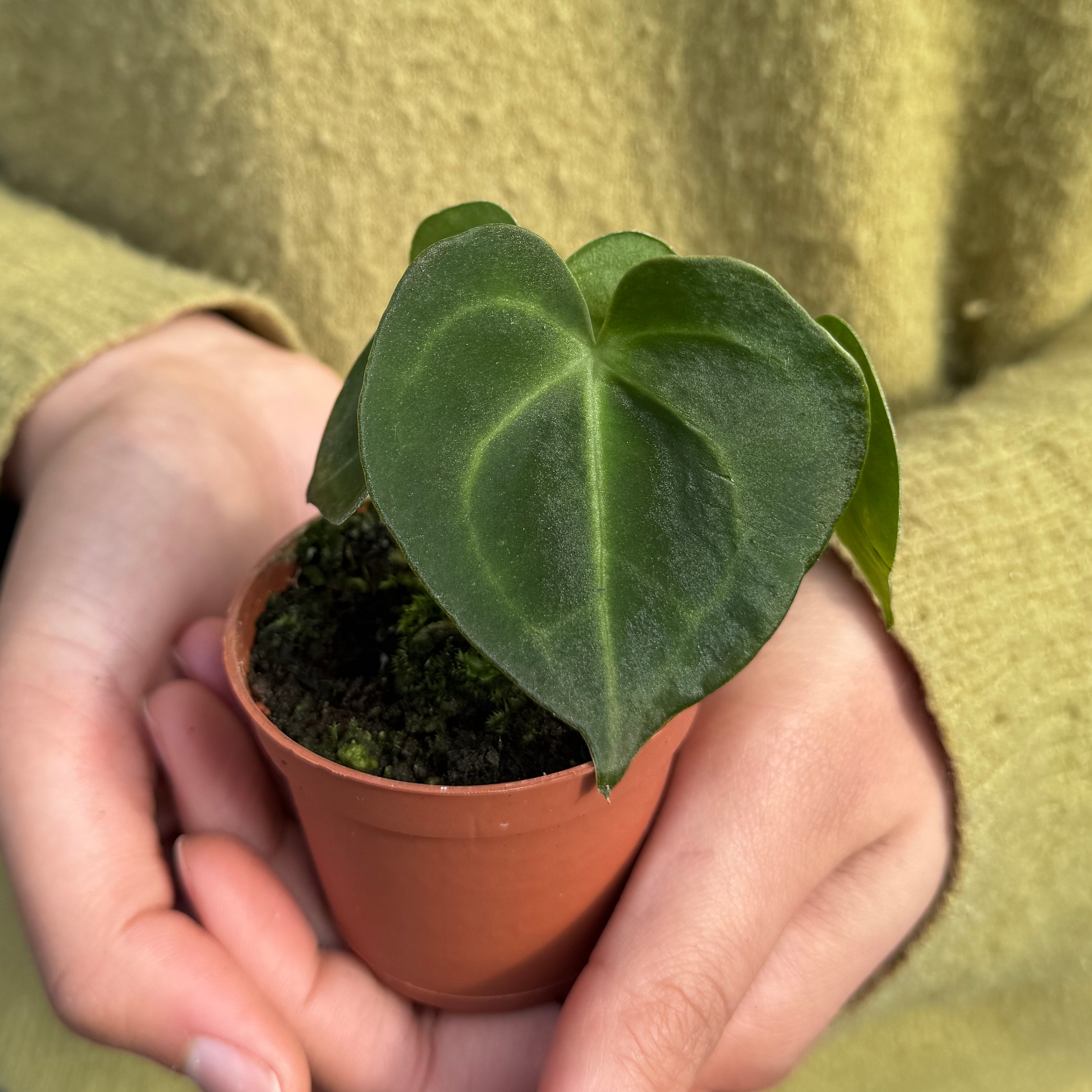 Anthurium clarinervium (6cm Pot)