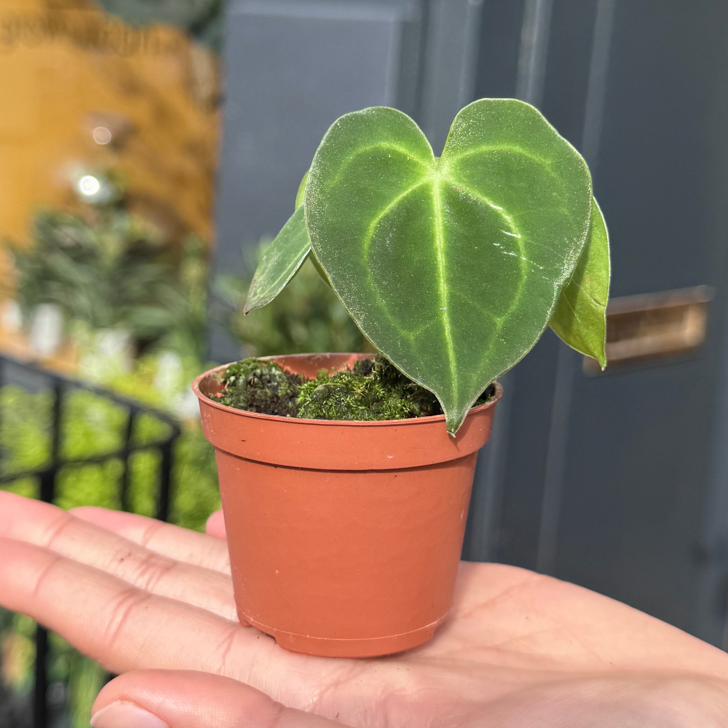 Anthurium clarinervium (6cm Pot)